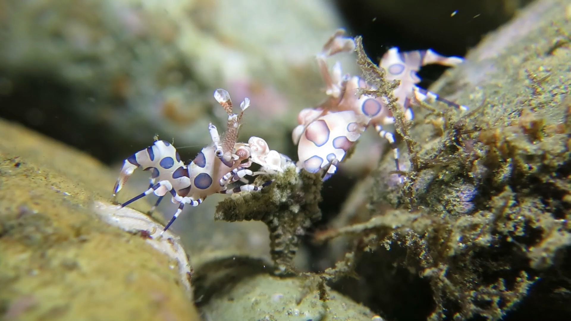 油彩腊膜虾搬运海星