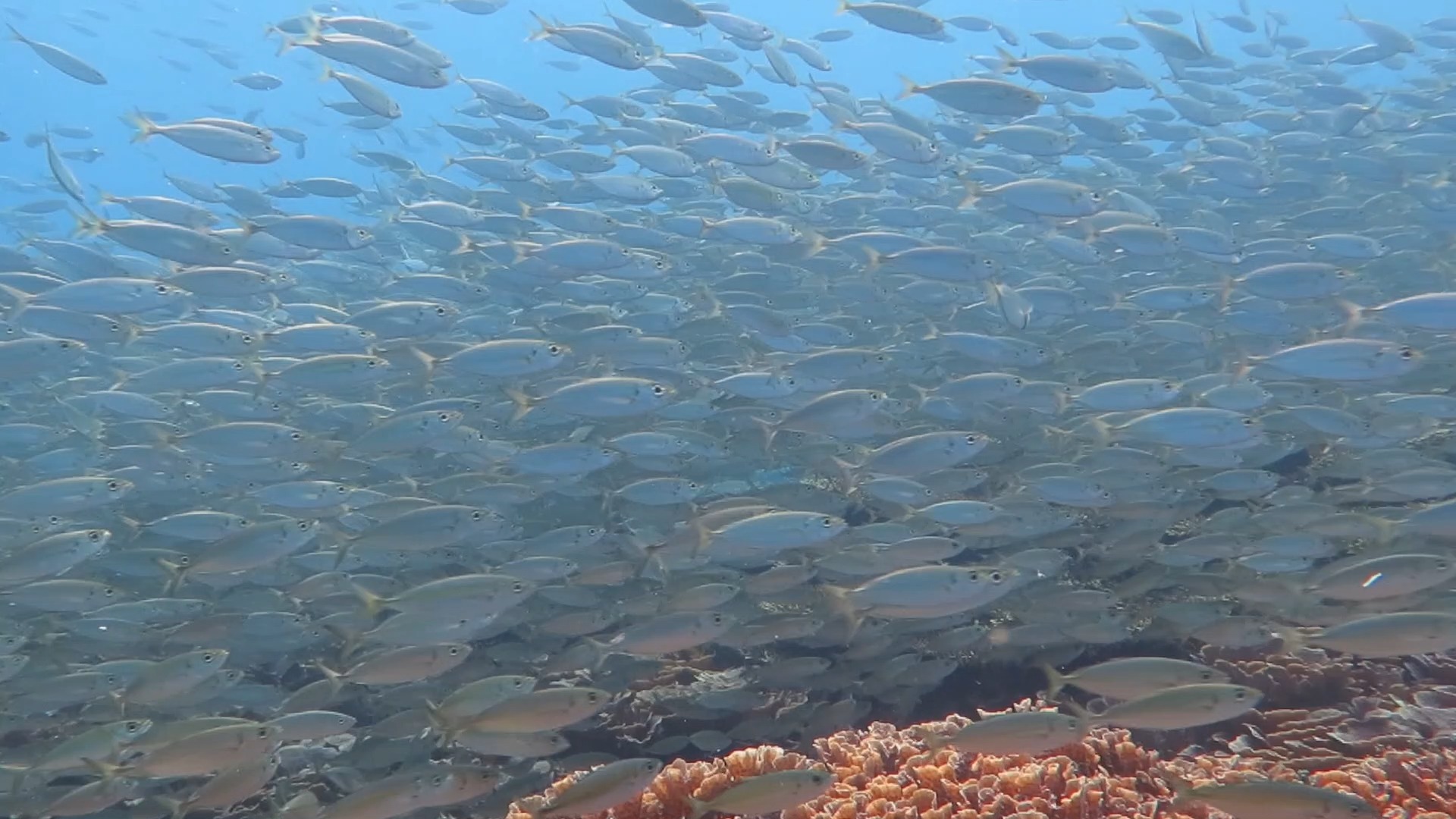 规模壮观的大尾鲹鱼群，还是没等来龙卷风暴