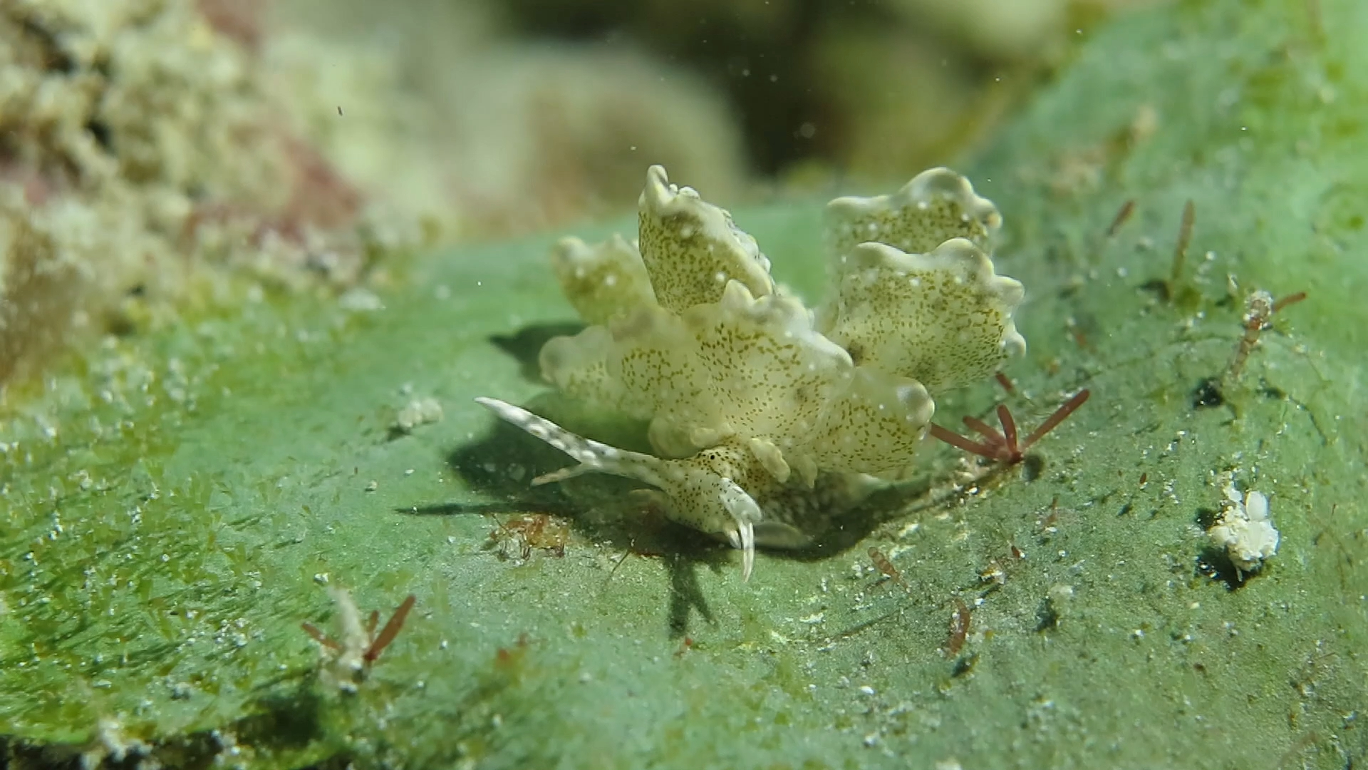 美叶海兔的咕呦行走