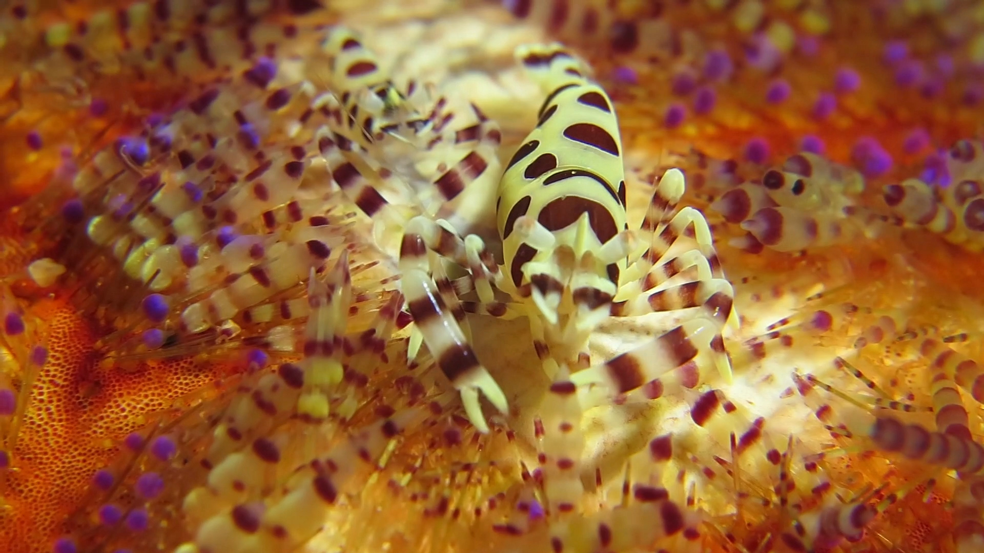 火焰海胆虾的虾腿挠后背