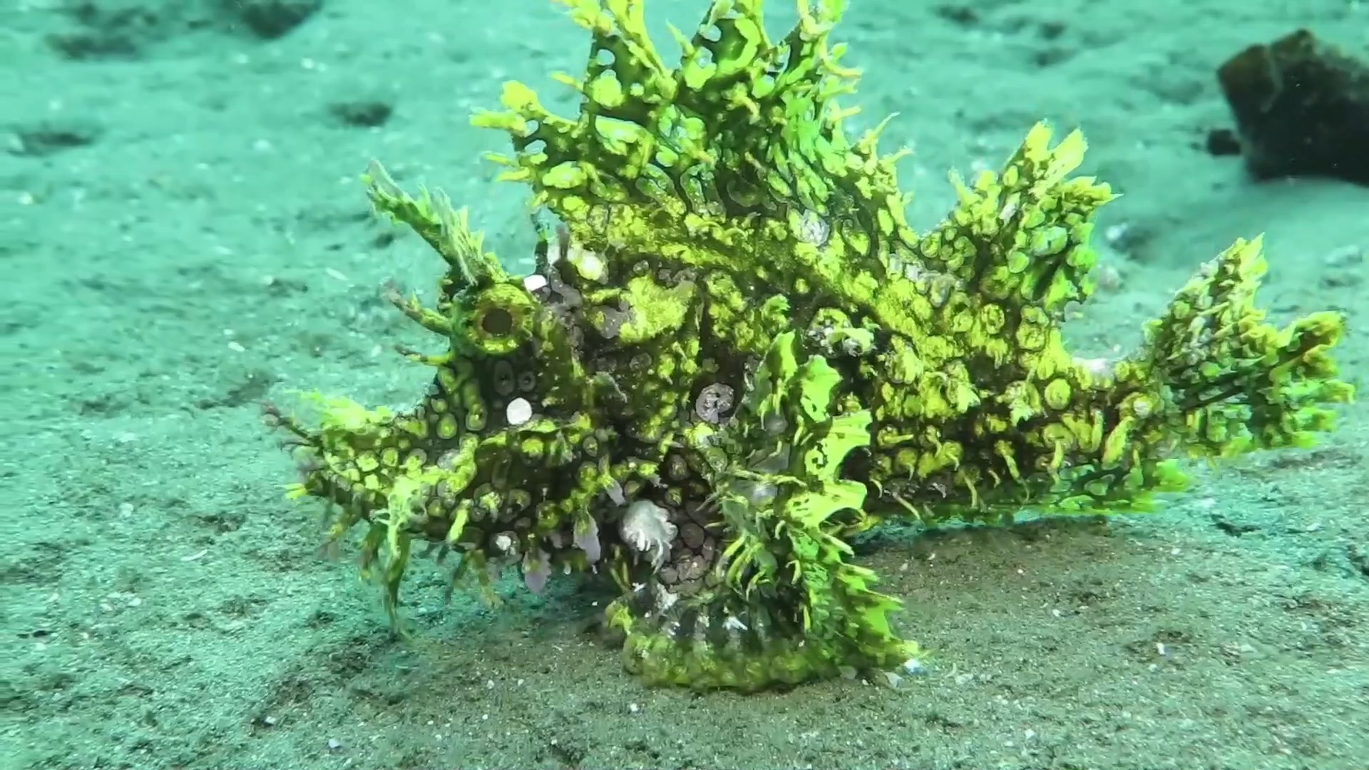 伊豆鲉和龙王鲉，两种分布较广的种类