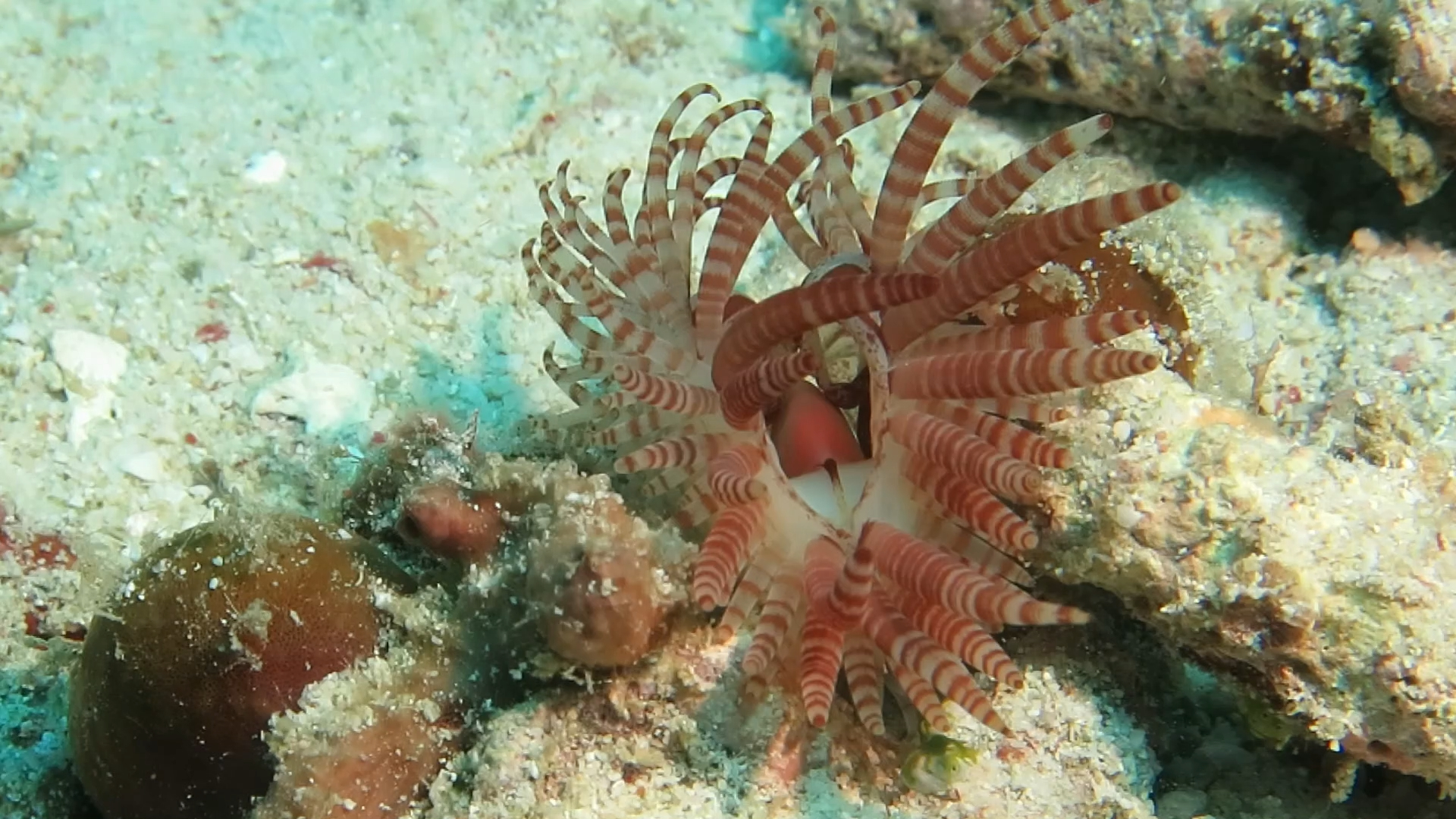 薄片狐蛤作为双壳纲动物，能游泳已经很厉害了