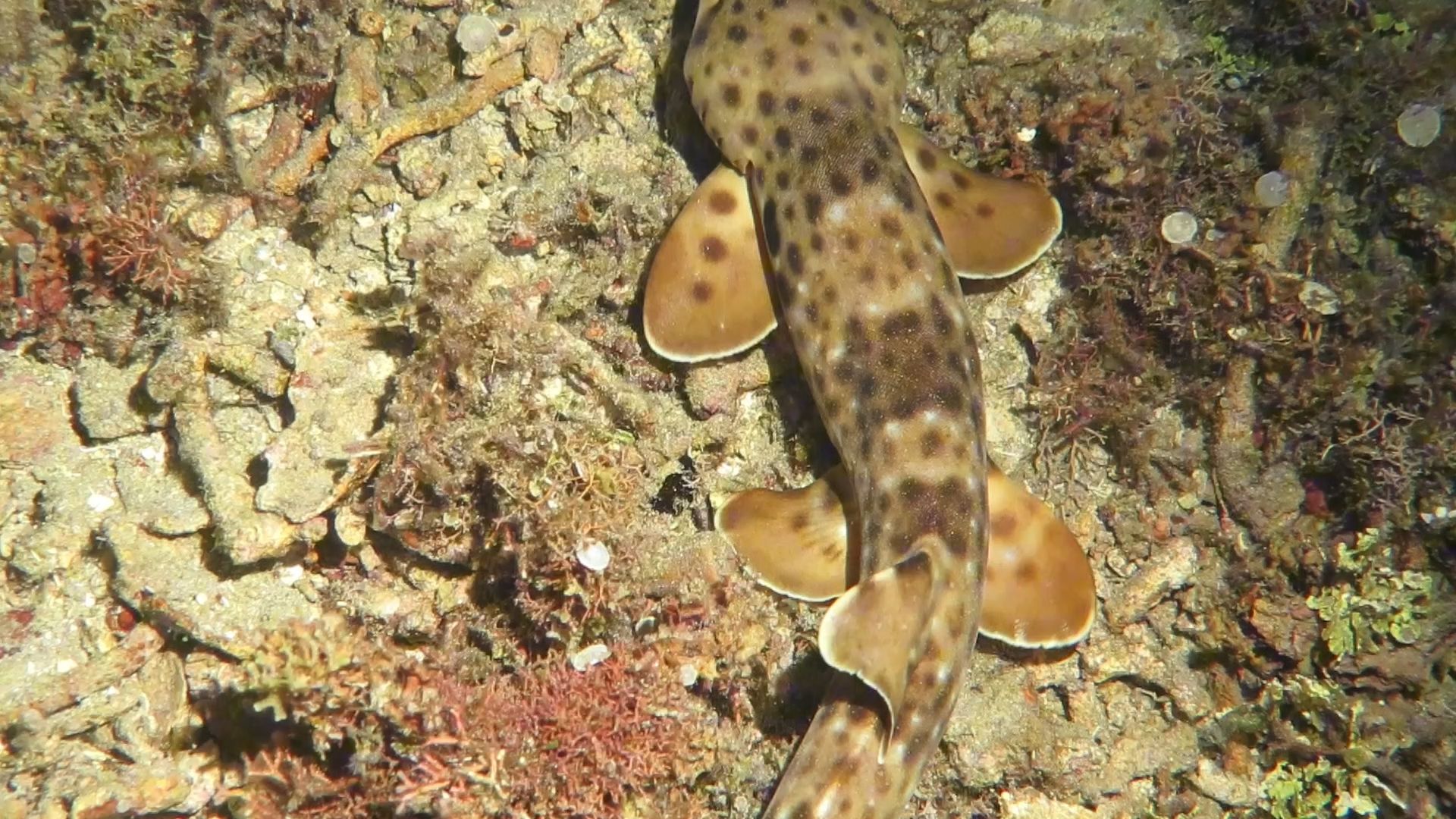 走路鲨鱼不是大壁虎啊哈