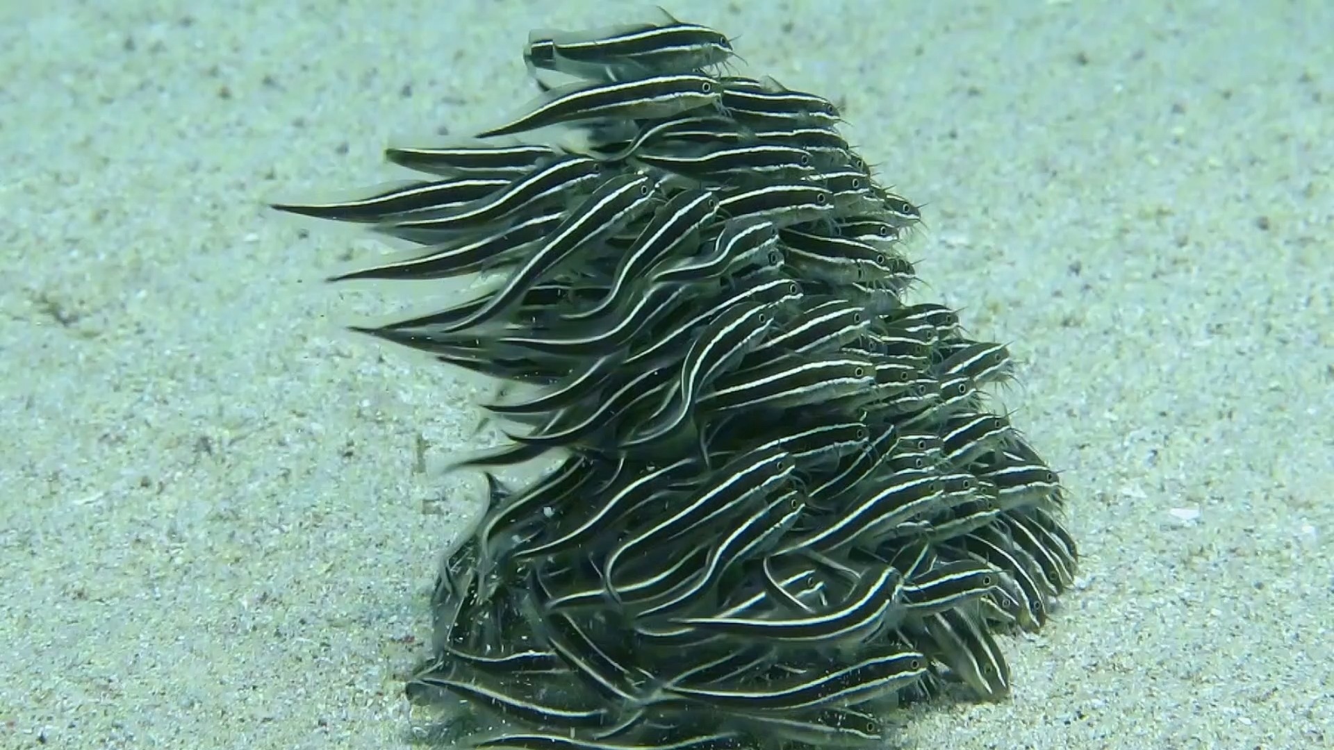 线纹鳗鲶又一种匪夷所思的进退有度