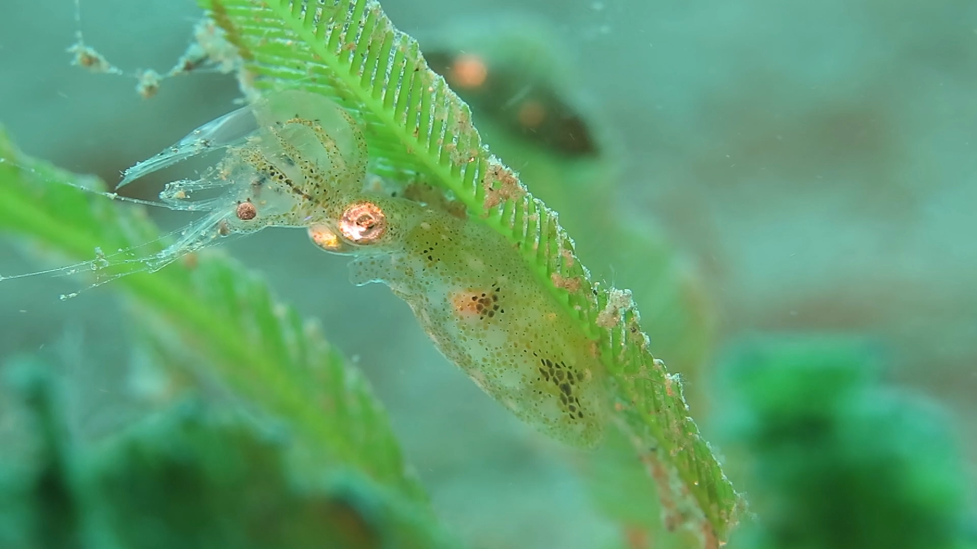 豆丁鱿鱼捕食小虾子