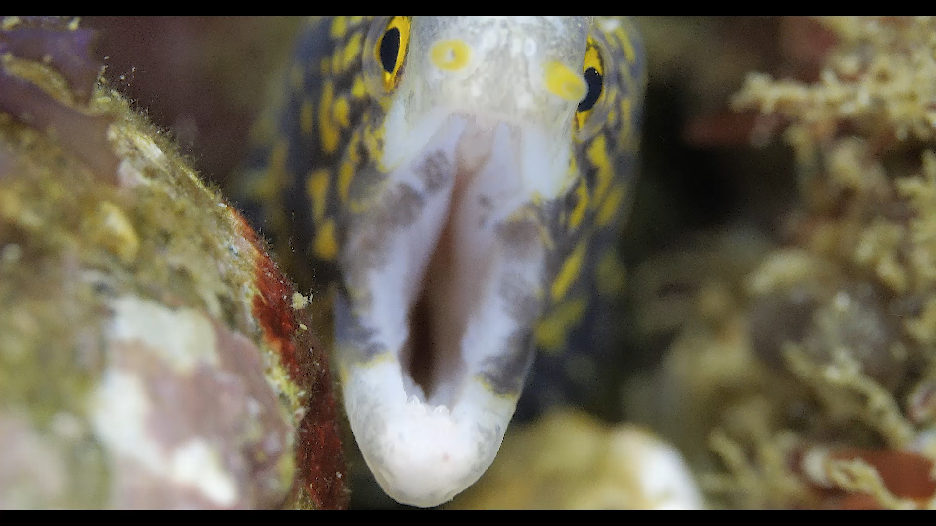雪花鳗的牙齿与其他海鳗不同