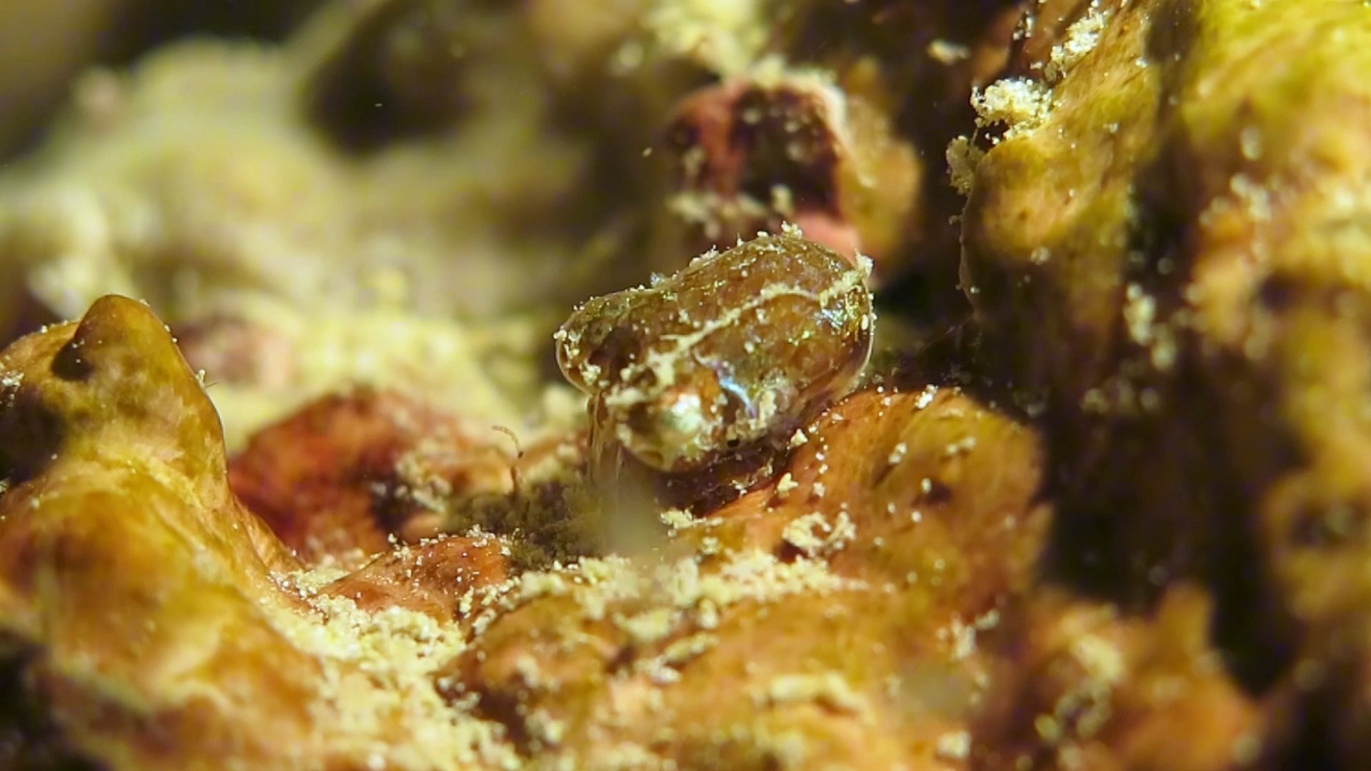 夜潜时常见的一种迷你小乌贼，耳乌贼