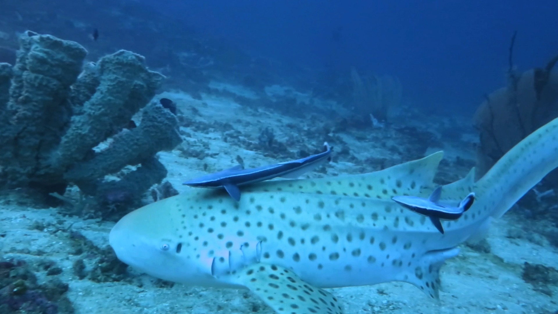 对于主动入镜头的豹纹鲨只能偏爱