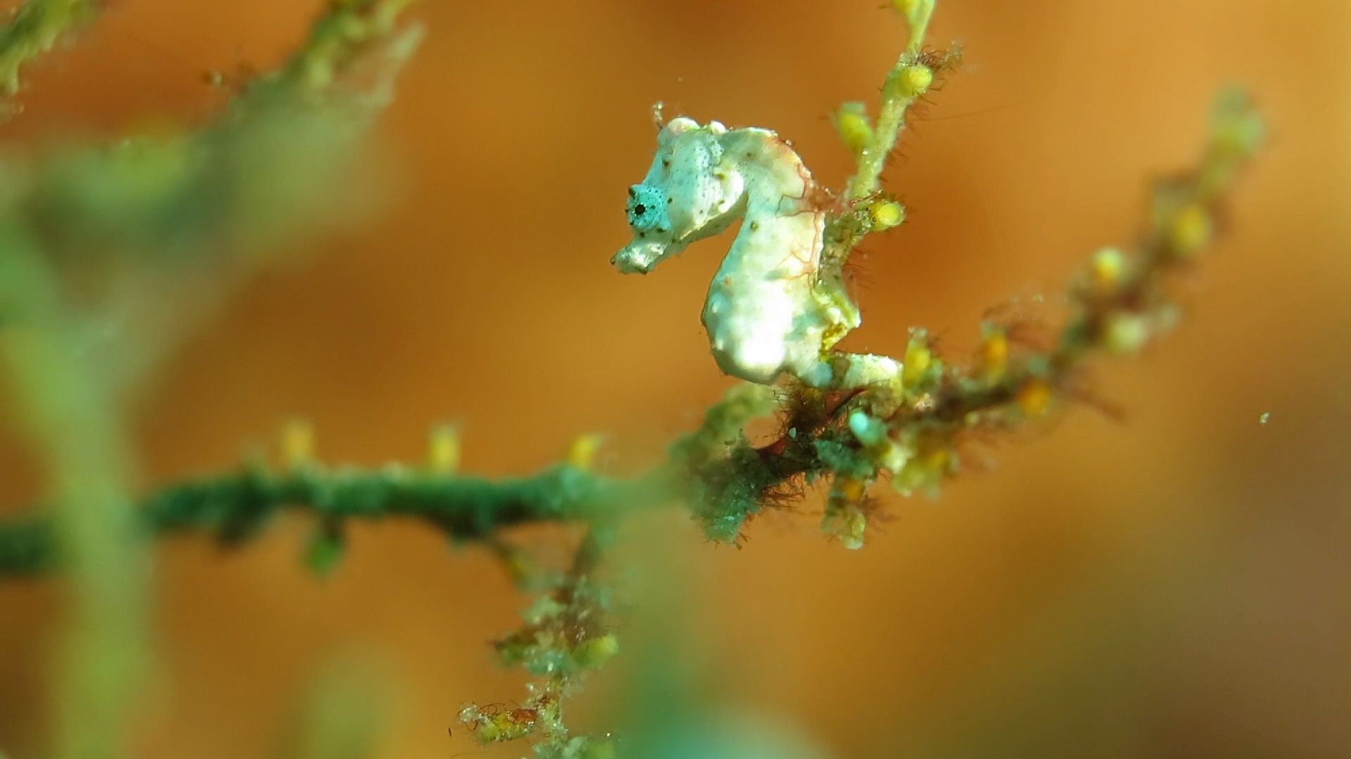 小于 1.7 厘米的纸片豆丁海马，我怎么都对不上焦