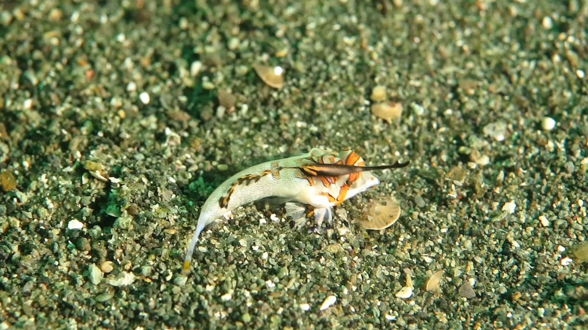 小时候的手指龙，真的是手指在走路