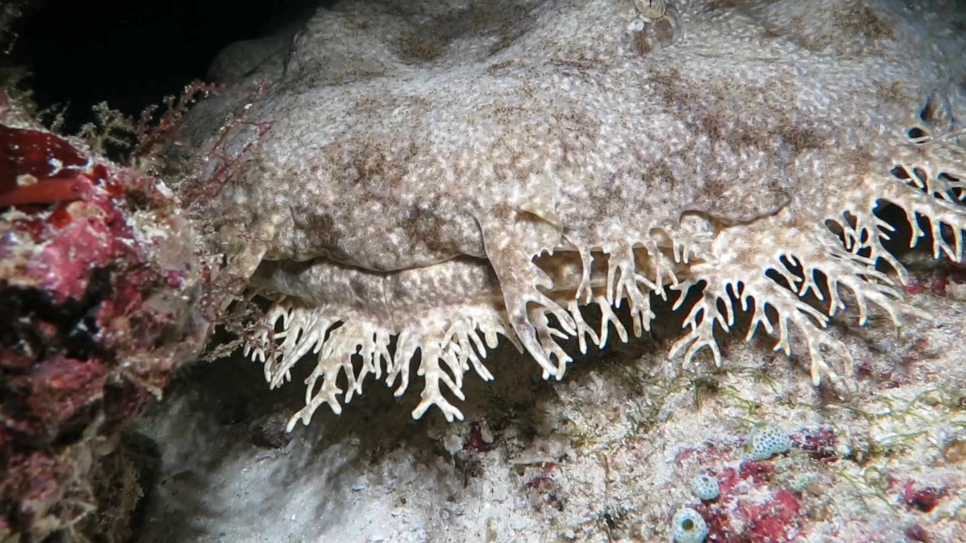 流苏叶须鲨/挖鼻孔地毯鲨白天很少出没