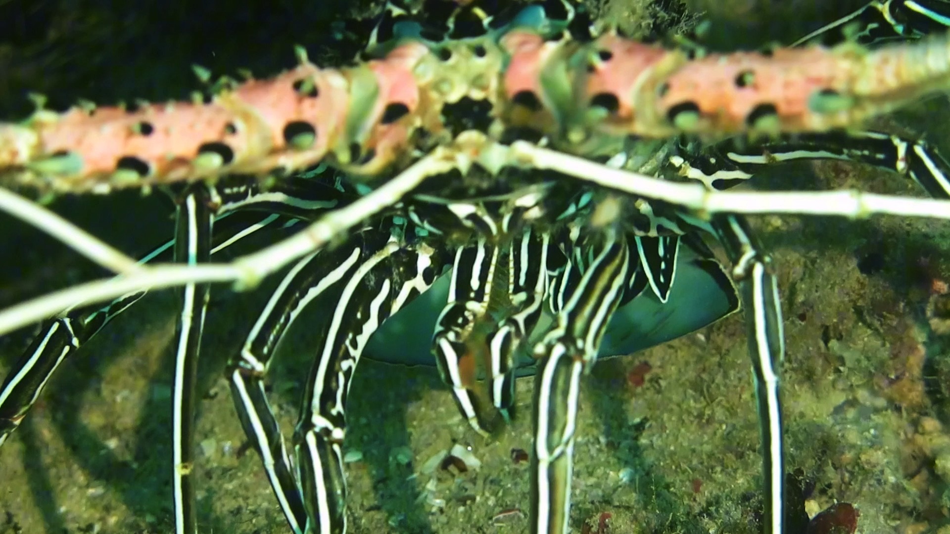 有没有人跟我一样是吃不出龙虾美味在哪里的