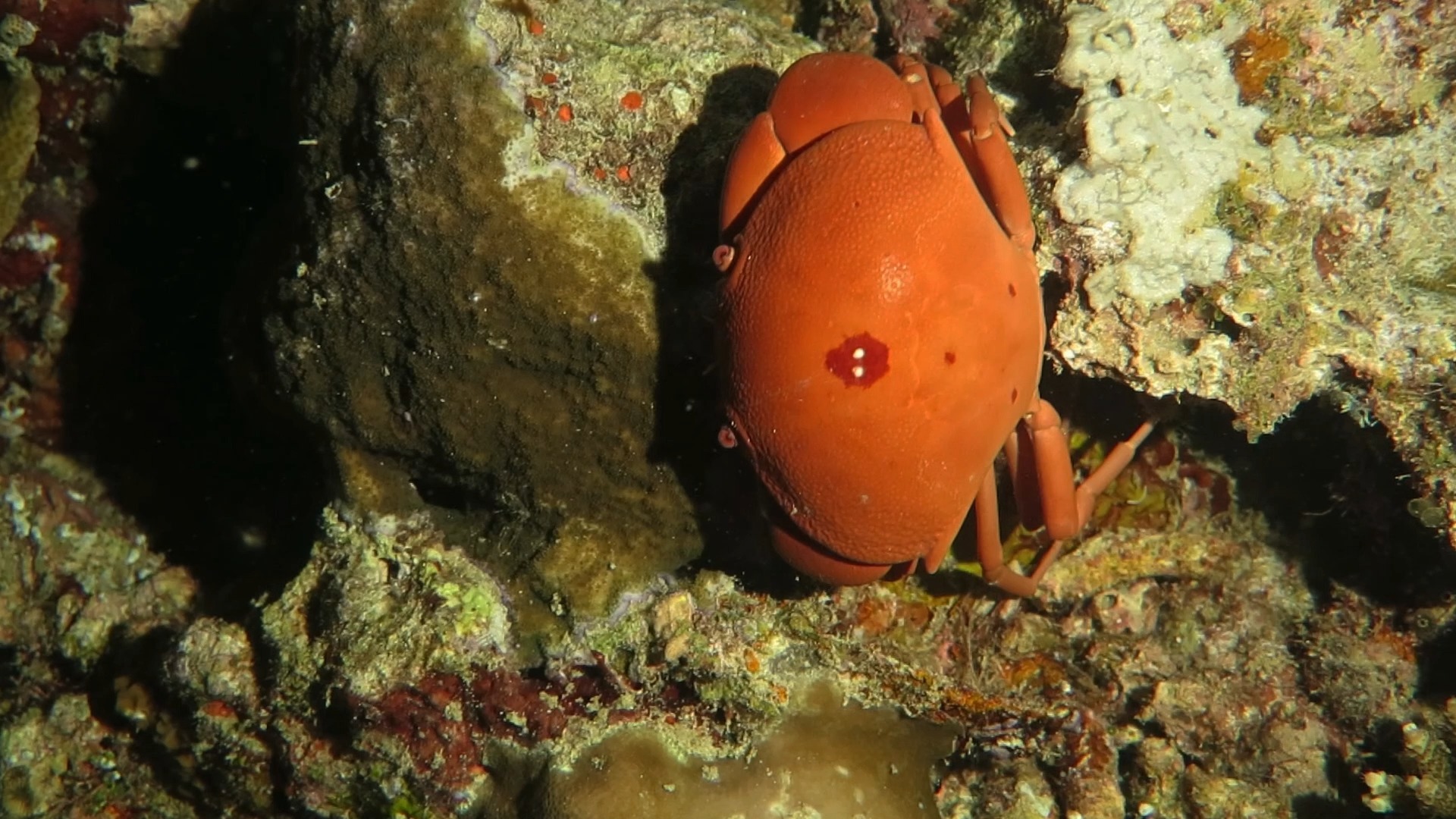 隆背瓢蟹夜行性