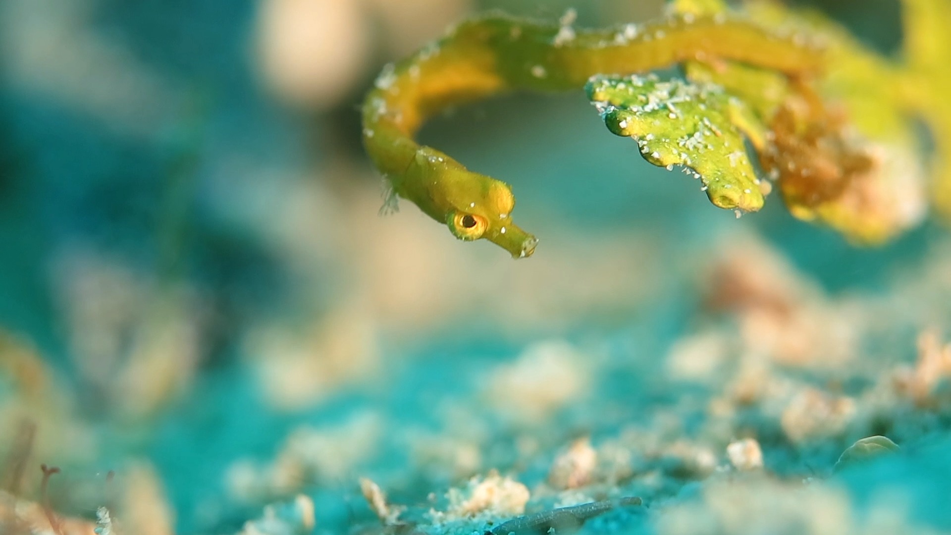介于海龙和海马之间的豆丁海龙