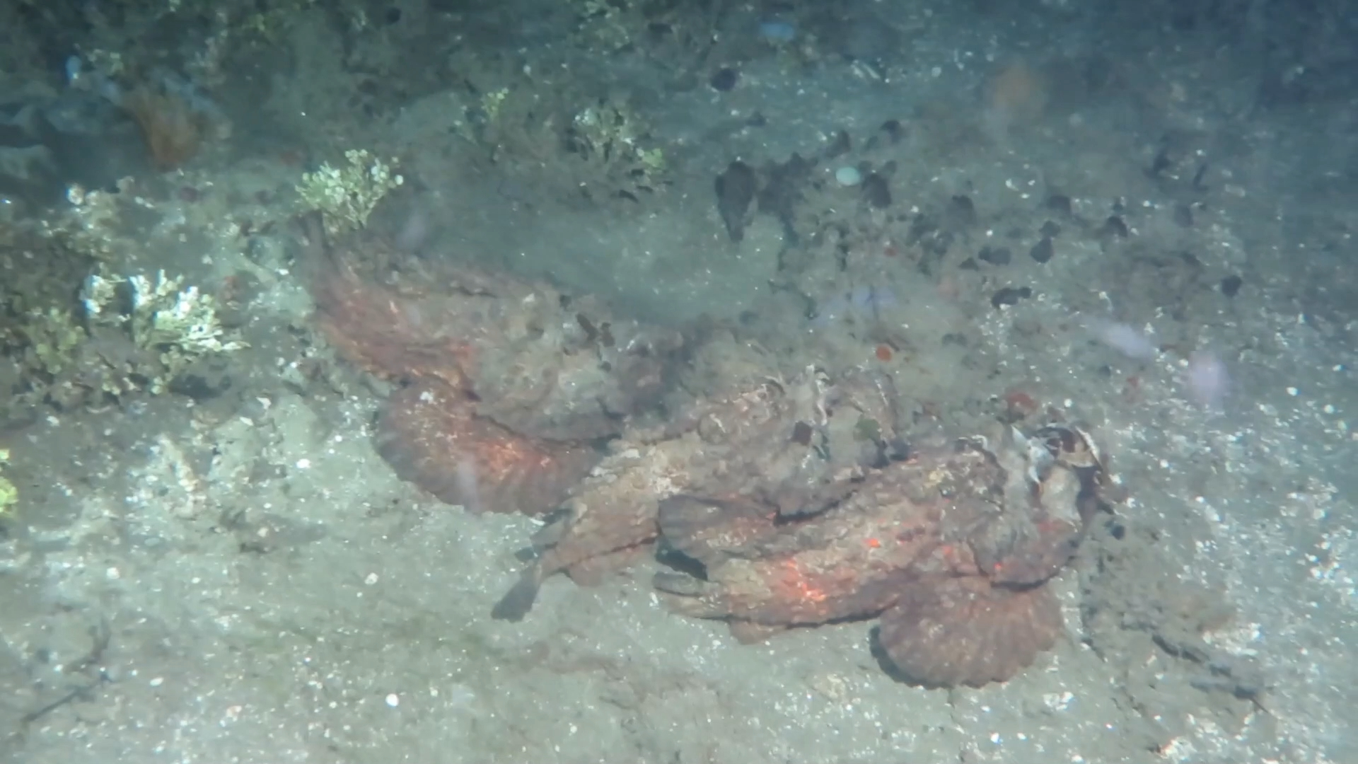 石头鱼暧昧夜晚