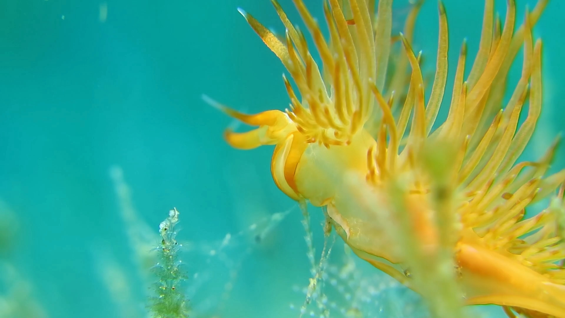 火樱花海蛞蝓妖娆的游走