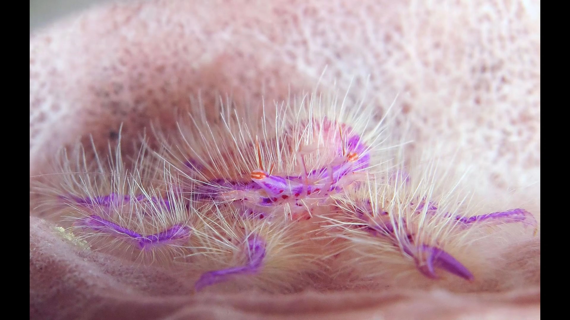 被昵称为仙女蟹的粉红毛铠甲虾生活在桶状海绵里