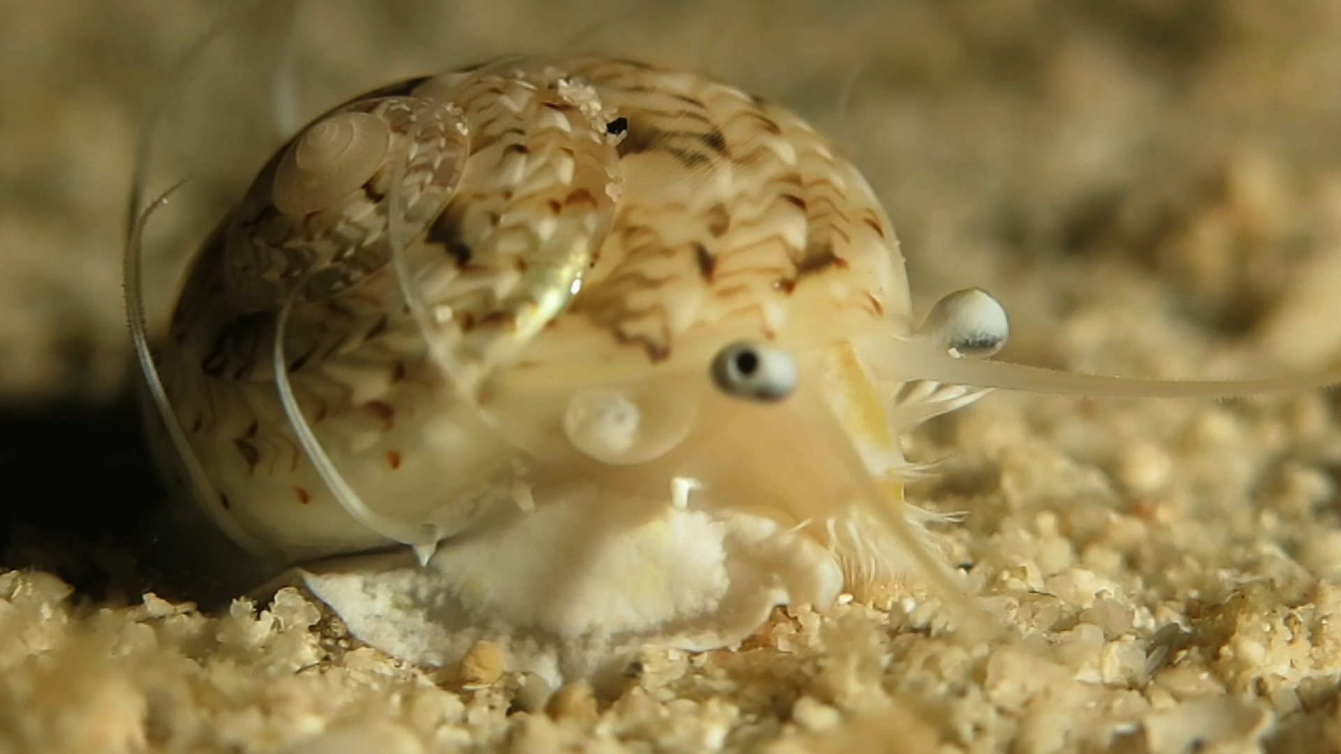 关岛鲳螺夜间爬行寻找食物