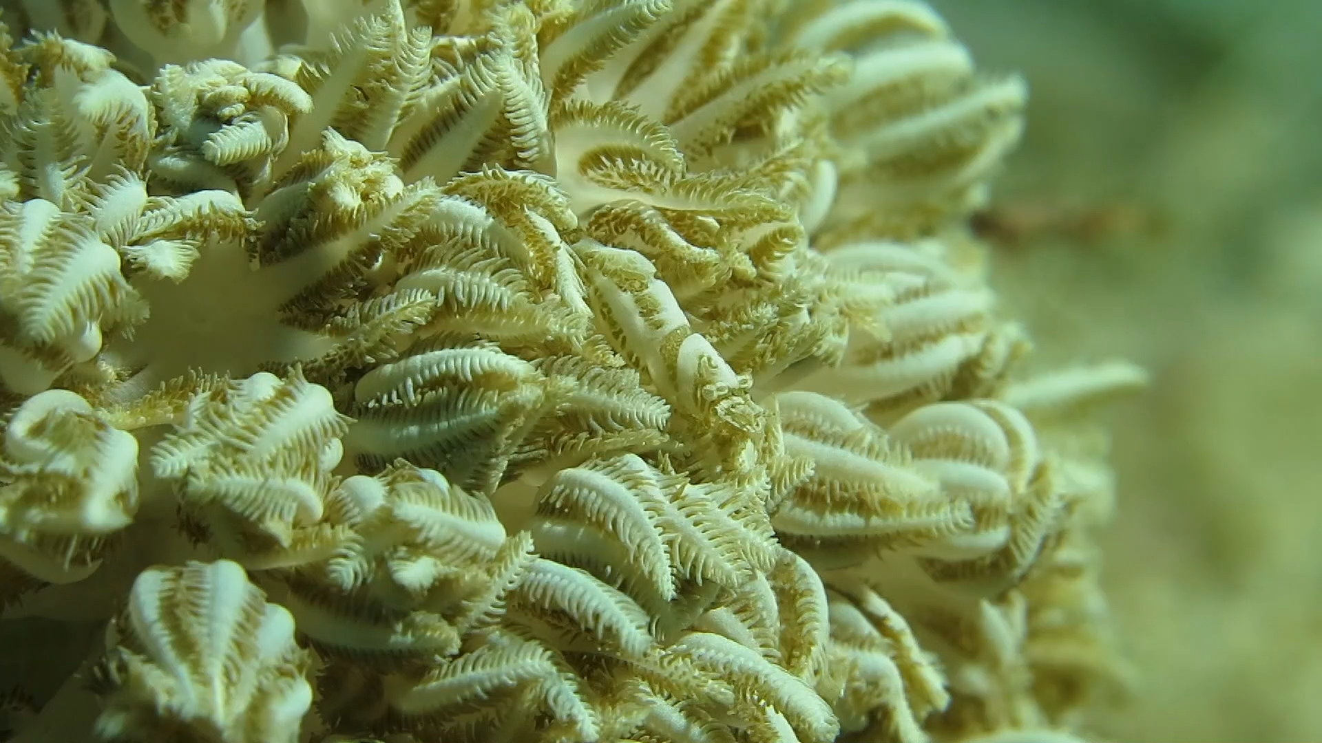 齐妮亚软珊瑚虾与生活环境