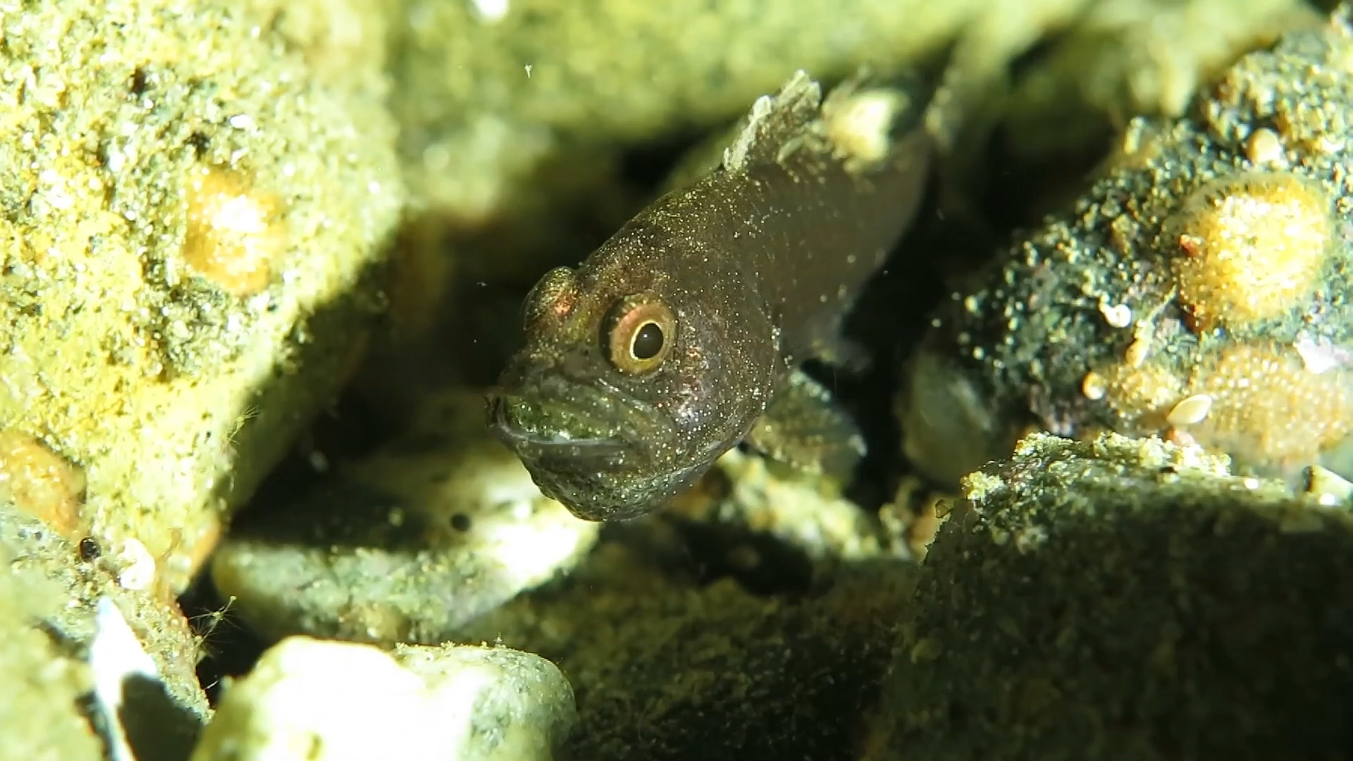 口孵卵的天竺鲷