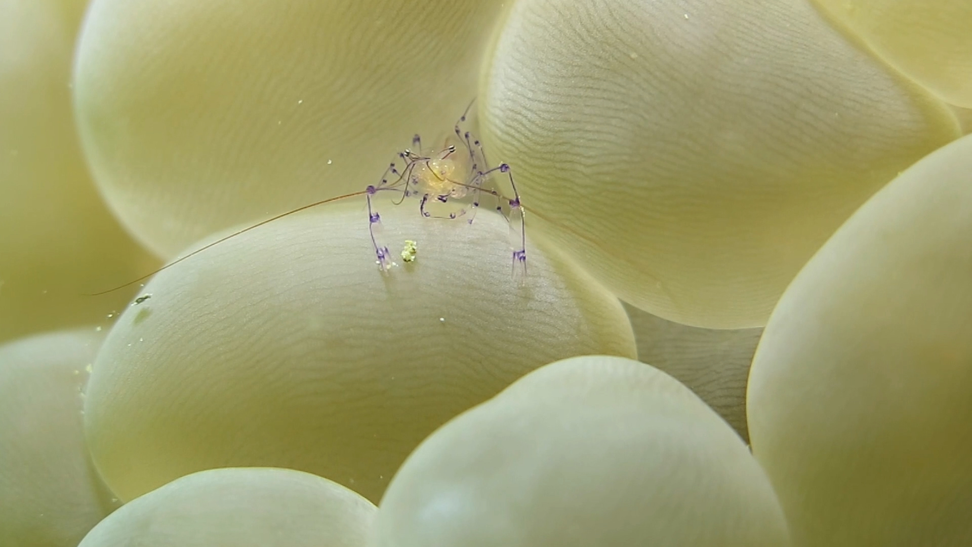 气泡珊瑚虾生活在气泡珊瑚中，慢条斯理的吃喝