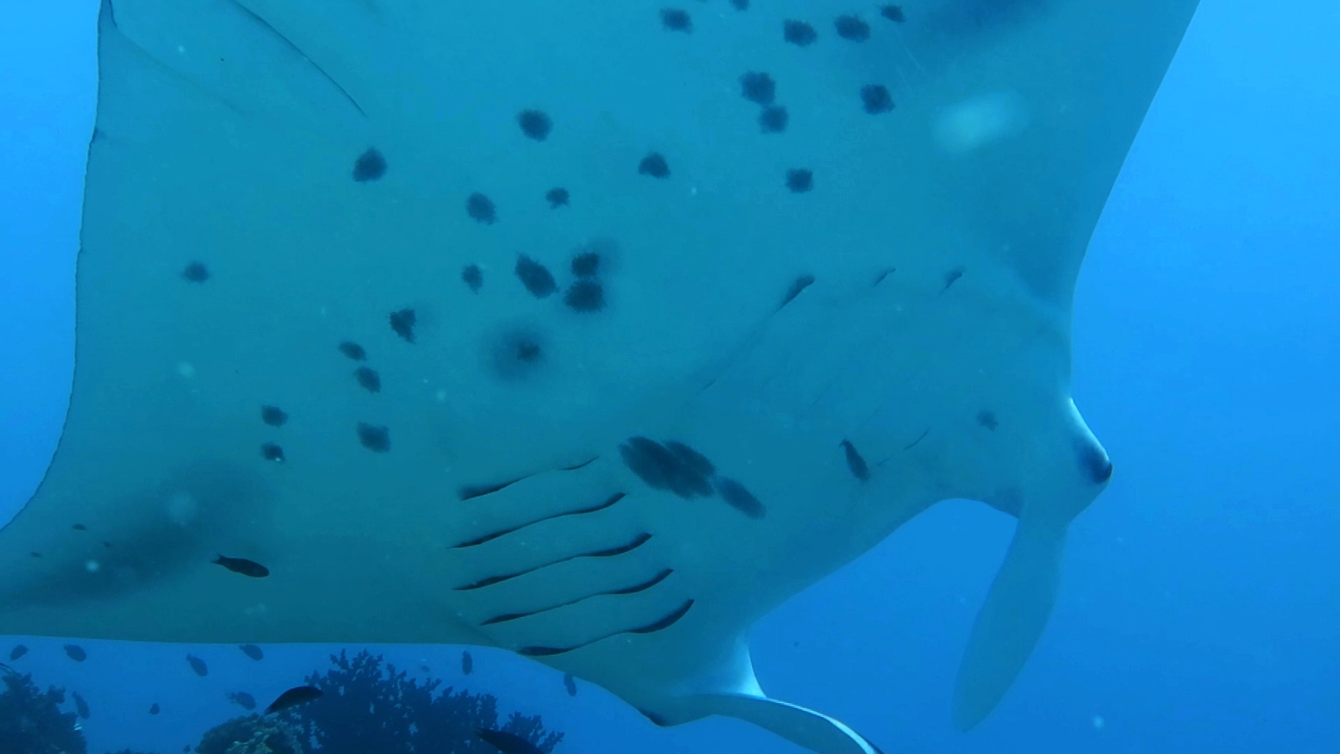 马尔代夫 manta清洁站