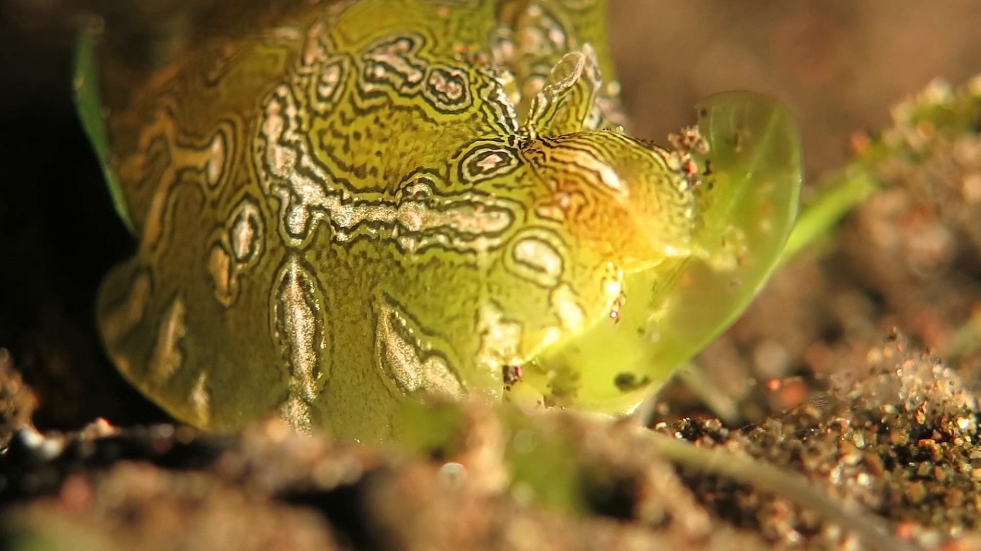 地理海兔食用海草