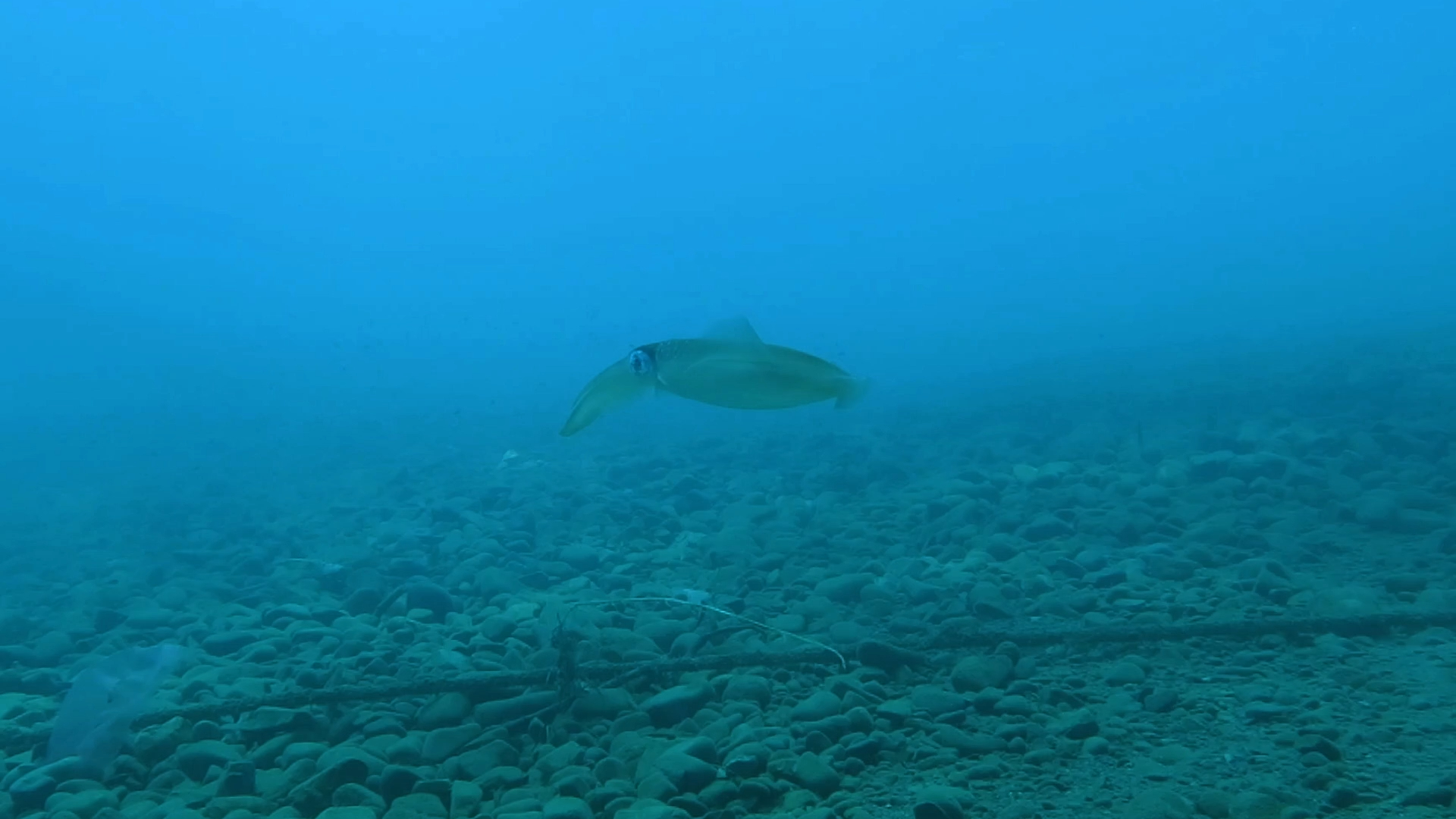 鱿鱼优雅的转身