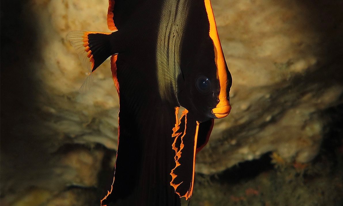 红边蝙蝠鱼拟态扁虫