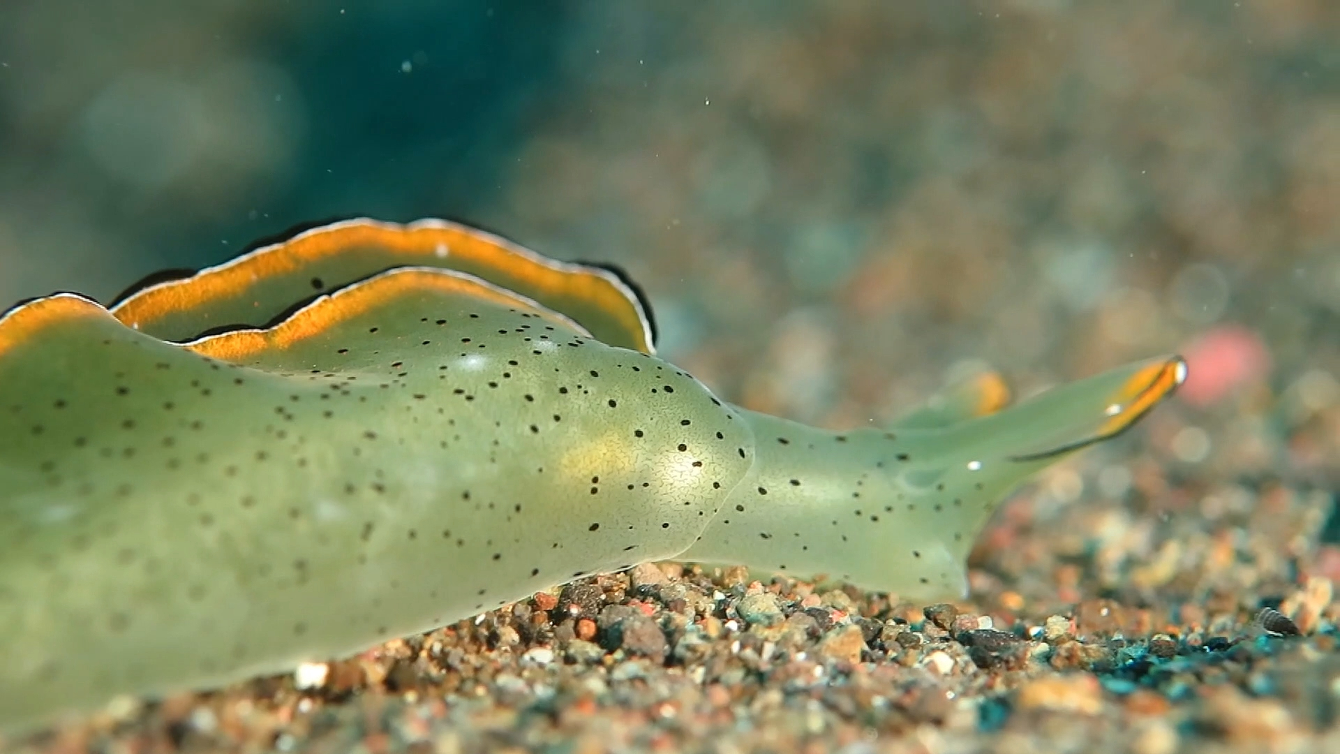 华丽海天牛觅食