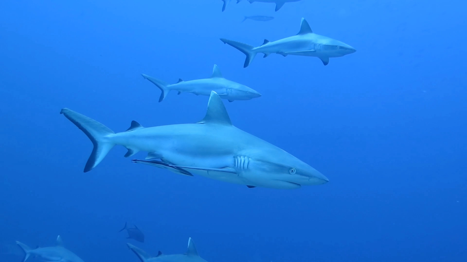 灰礁鲨水道巡游