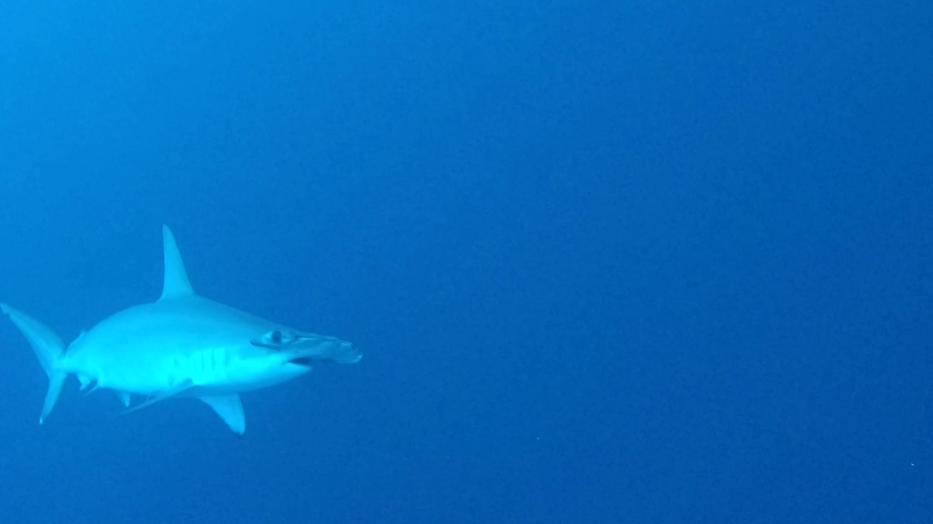 锤头鲨出没是很令潜水员兴奋的