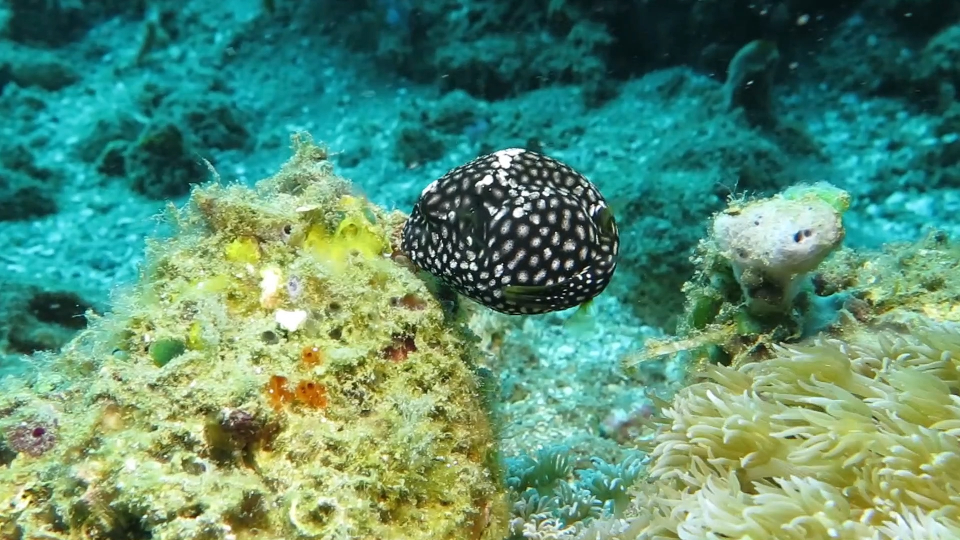 地图狗头鲀小时候觅食海藻