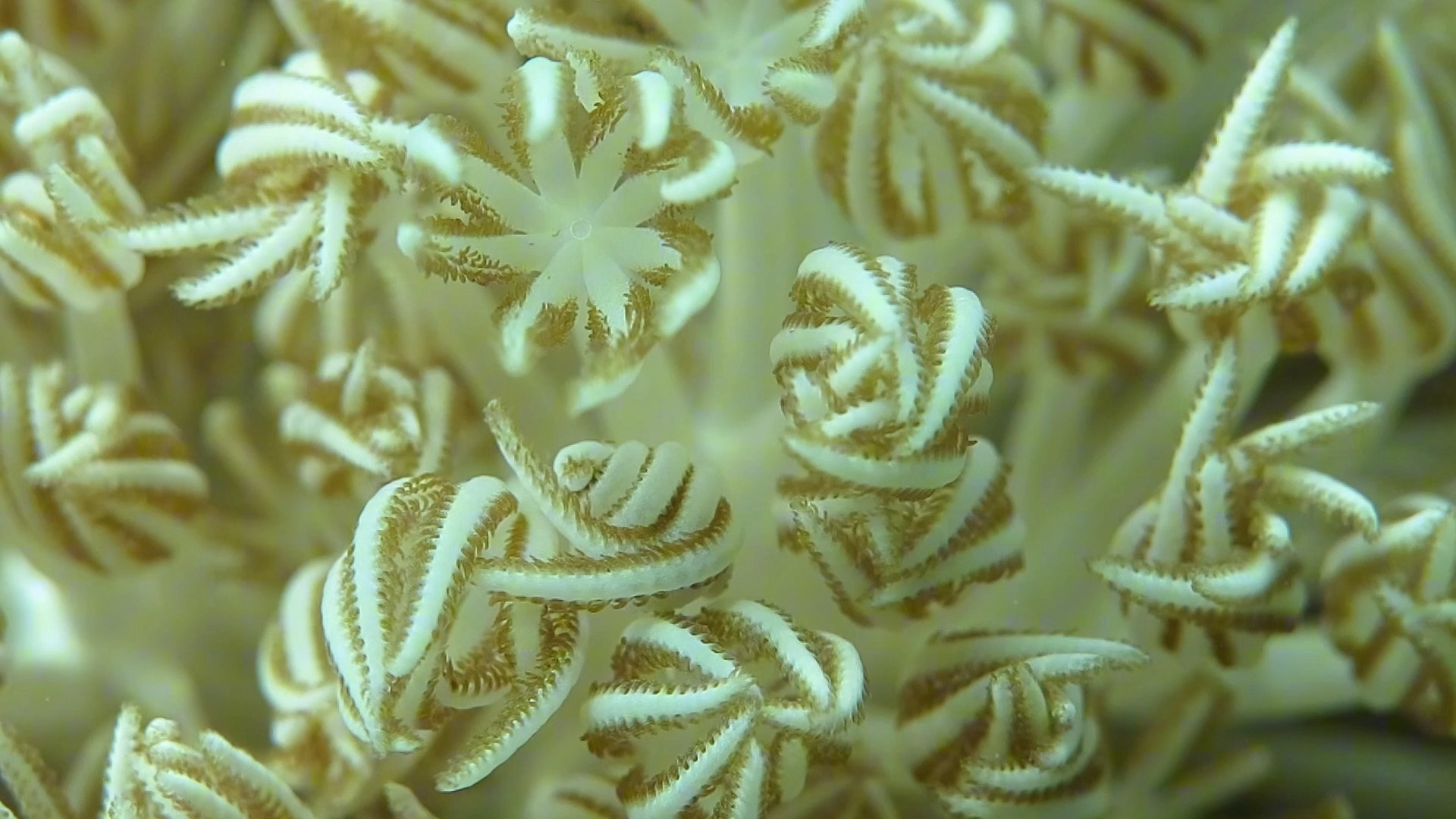 闪千手软珊瑚日常