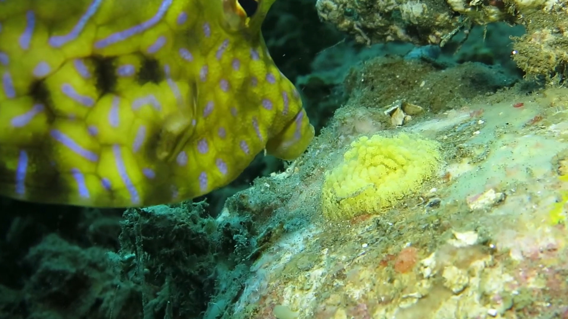 角箱鲀吸食某种宝螺的卵