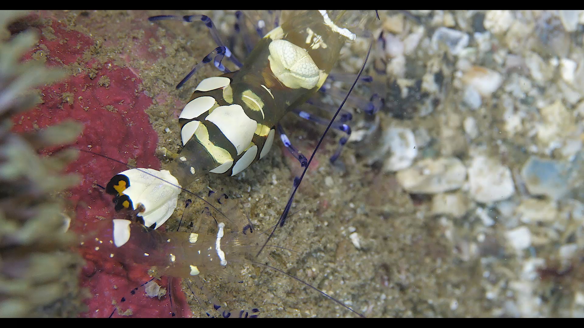 白斑海葵共生虾