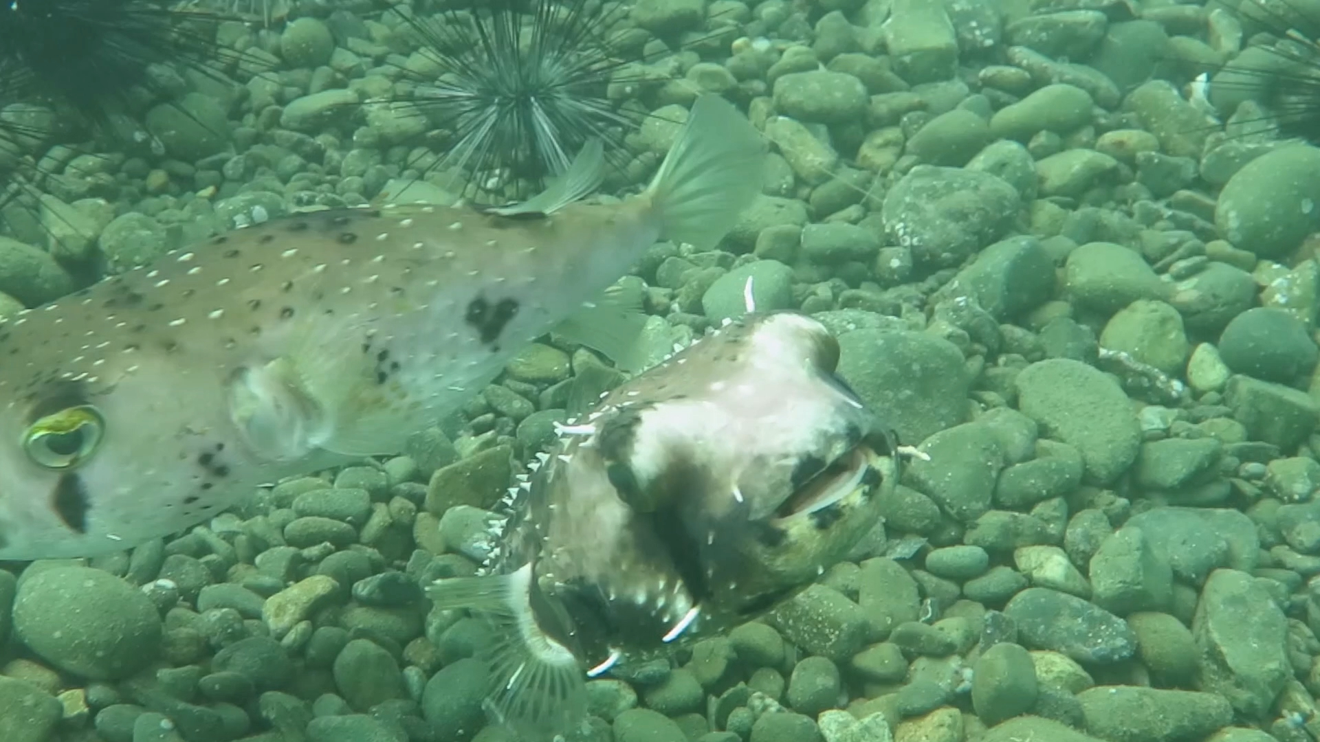 刺鲀一般不太害怕潜水员