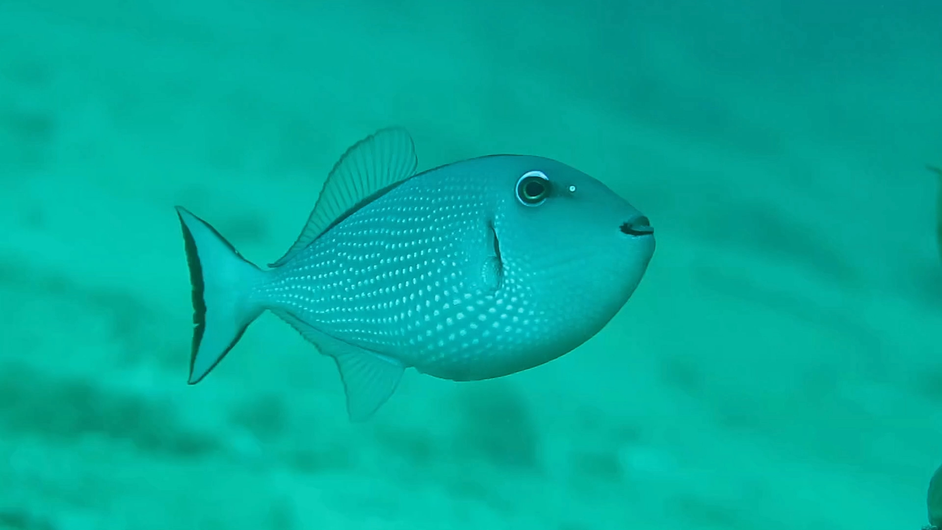 金边炮弹的Female应该是炮弹鱼里最秀美的一款