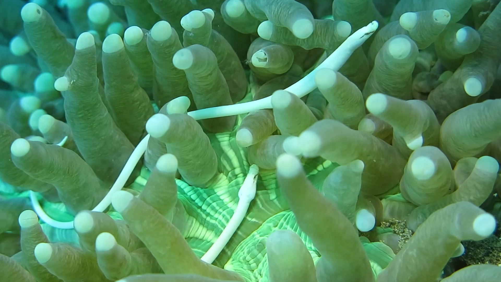 地包天蘑菇珊瑚海龙