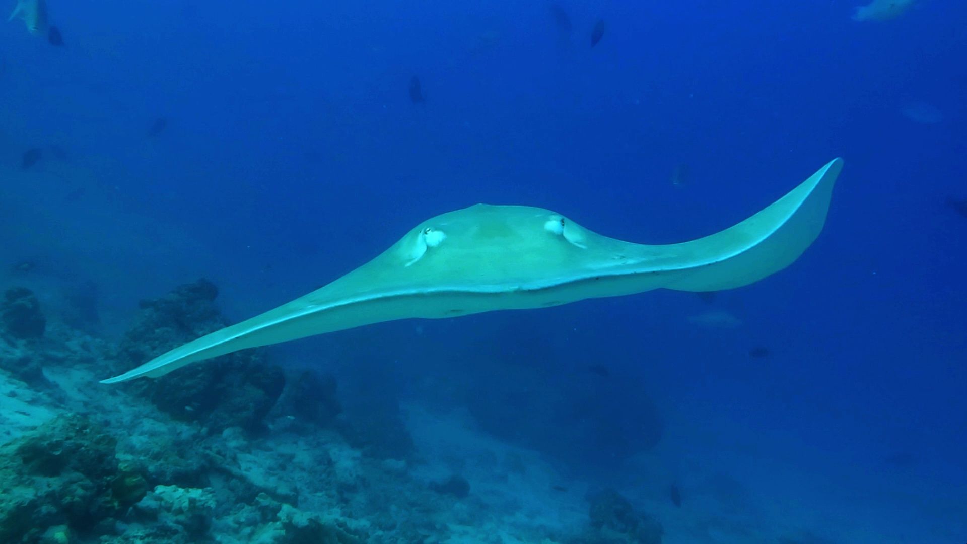 成群窄尾魟觅食