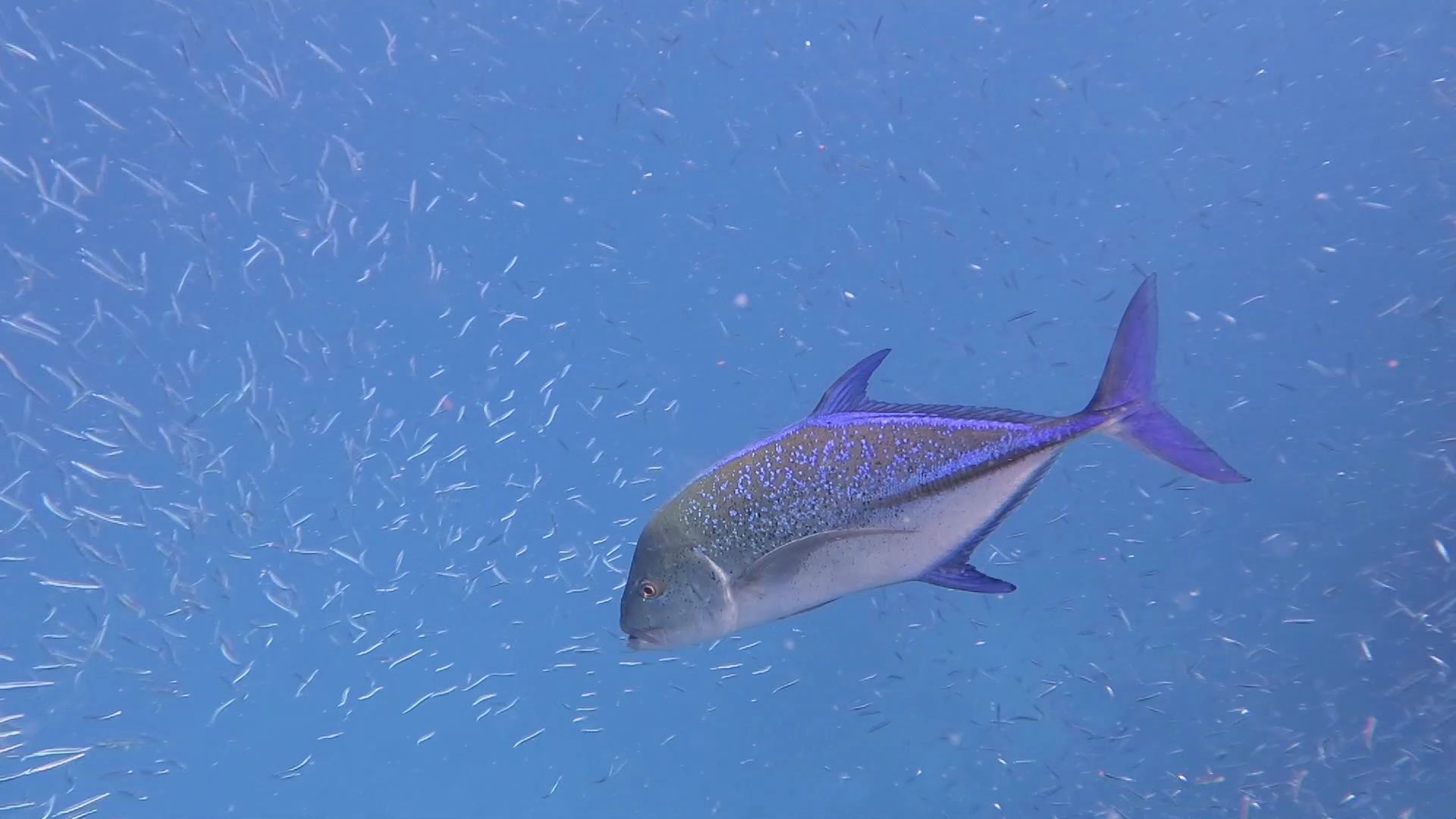 难得见到这么慵懒的蓝鳍鲹在鱼粥里