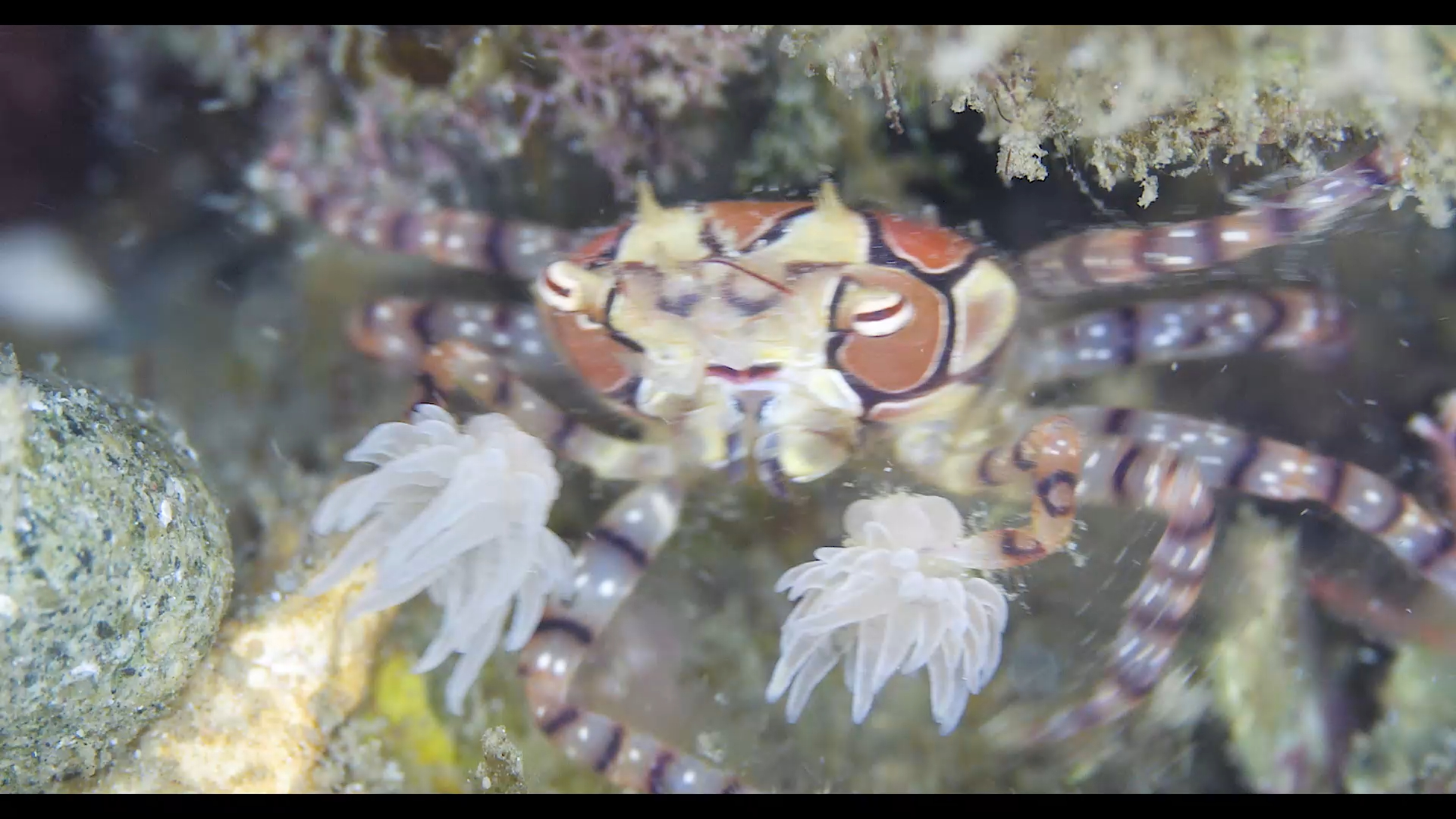 钳制海葵的的拳击蟹