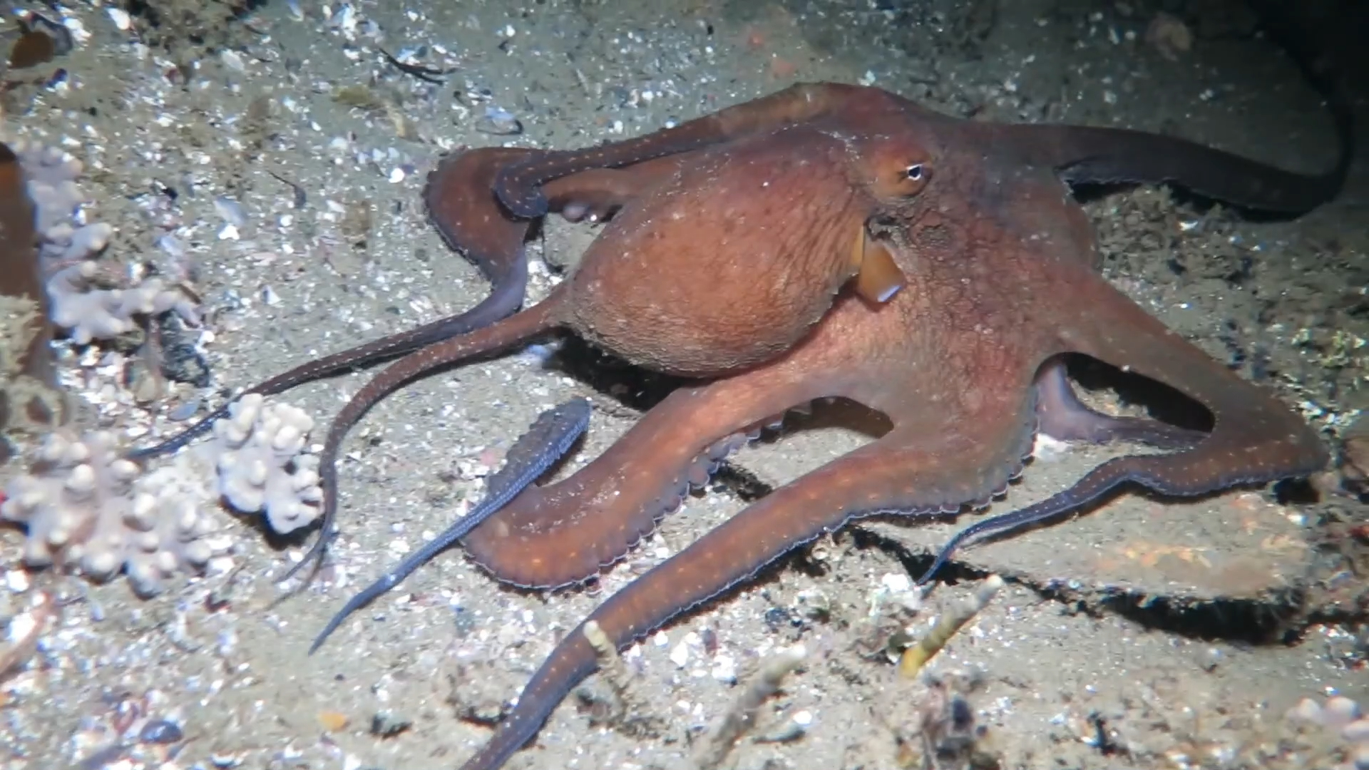 大蓝章鱼变换体色和形态