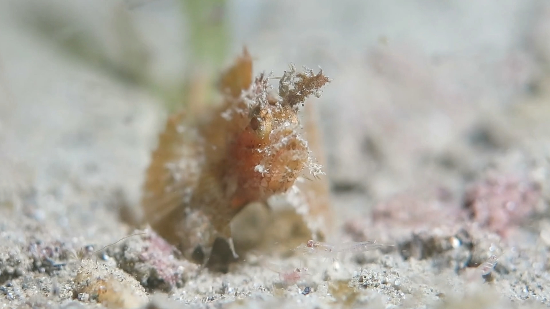 丝鳍马鲉的夜间捕食