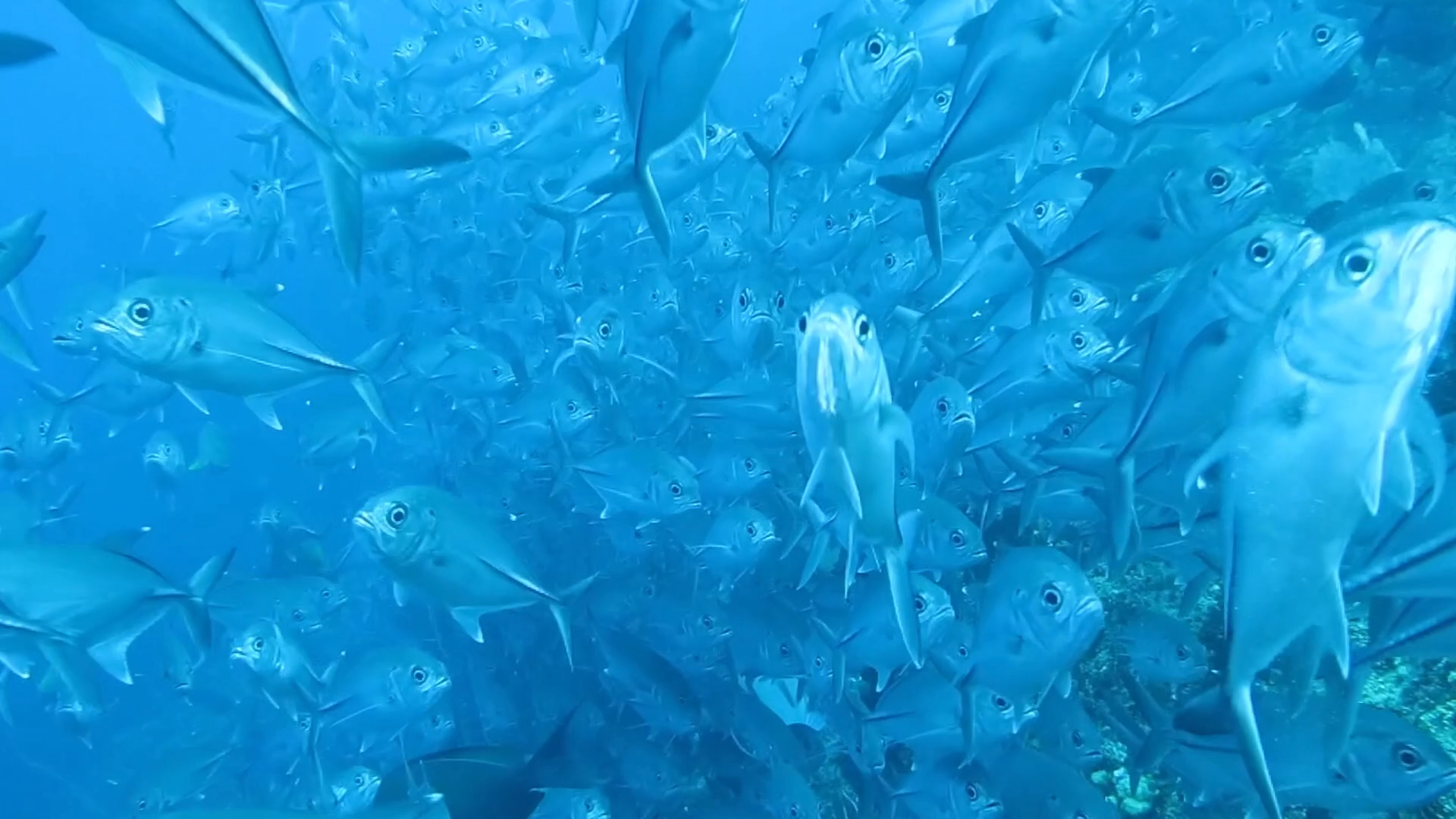杰克鱼群风暴是很多潜水员向往的场景