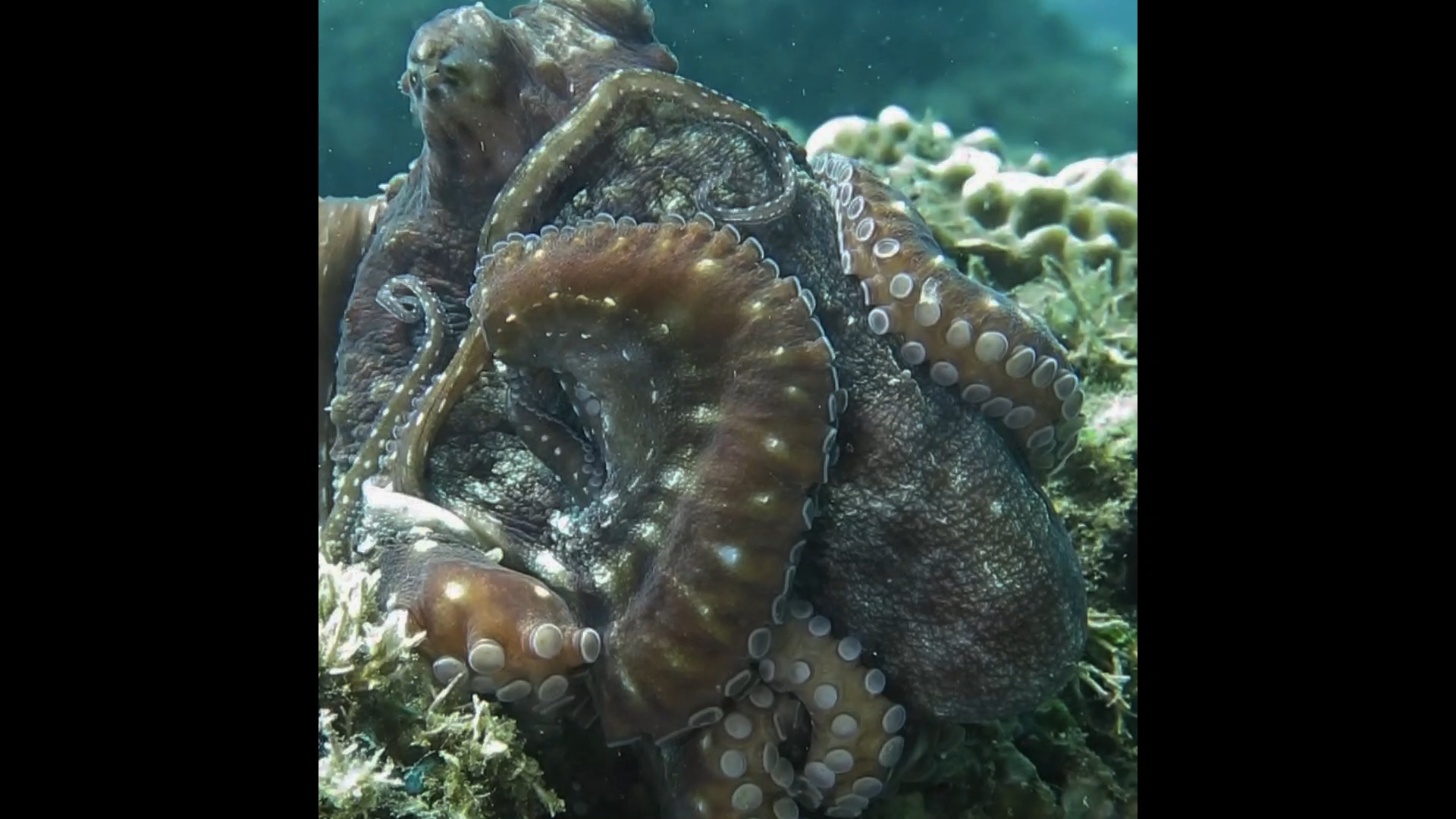 一直没有理解这个章鱼的行为是要干嘛？