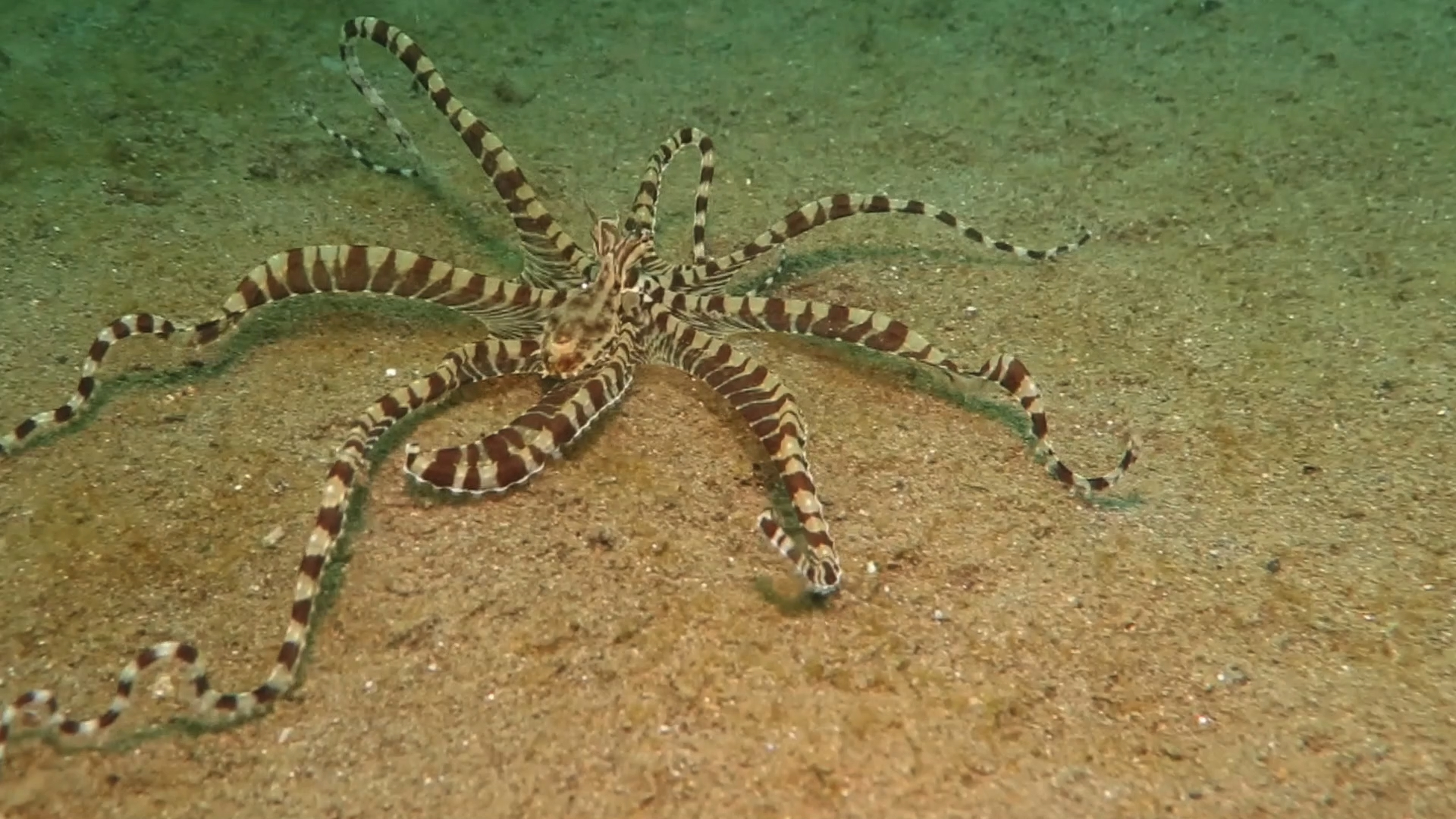 Mimic 拟态章鱼的变化