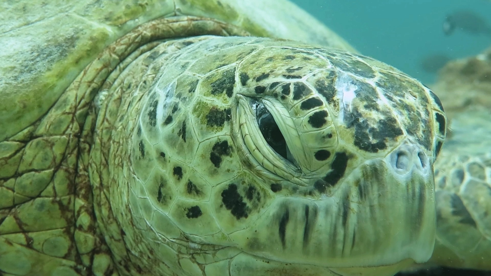 绿海龟一直眨眼，是困了吗？