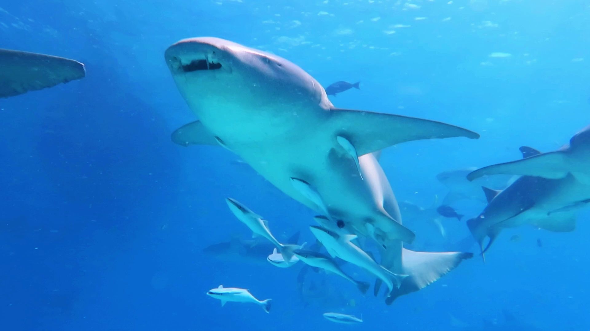 据说，因其头部形状类似于国际通用的护士帽而得名护士鲨