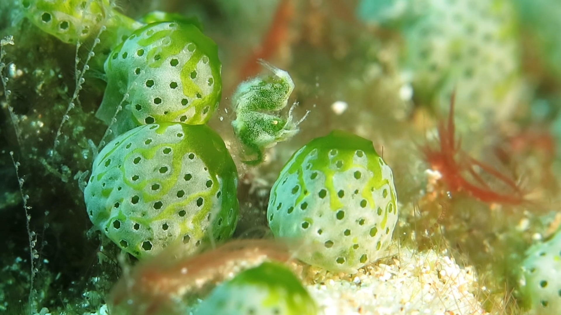 融于海鞘环境的海藻毛毛虾